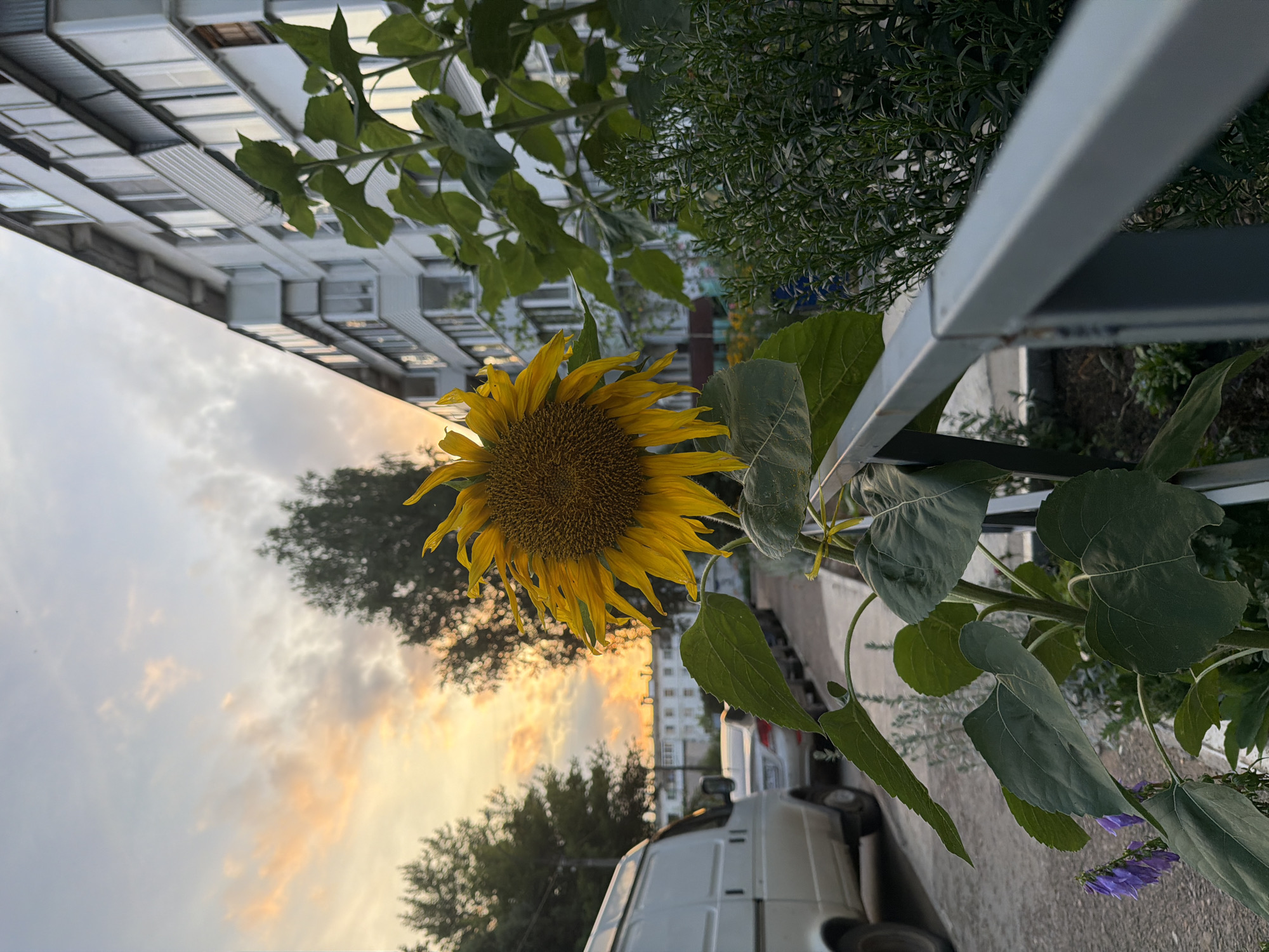 Sunflower close-ups in Chaikovsky on a summer afternoon