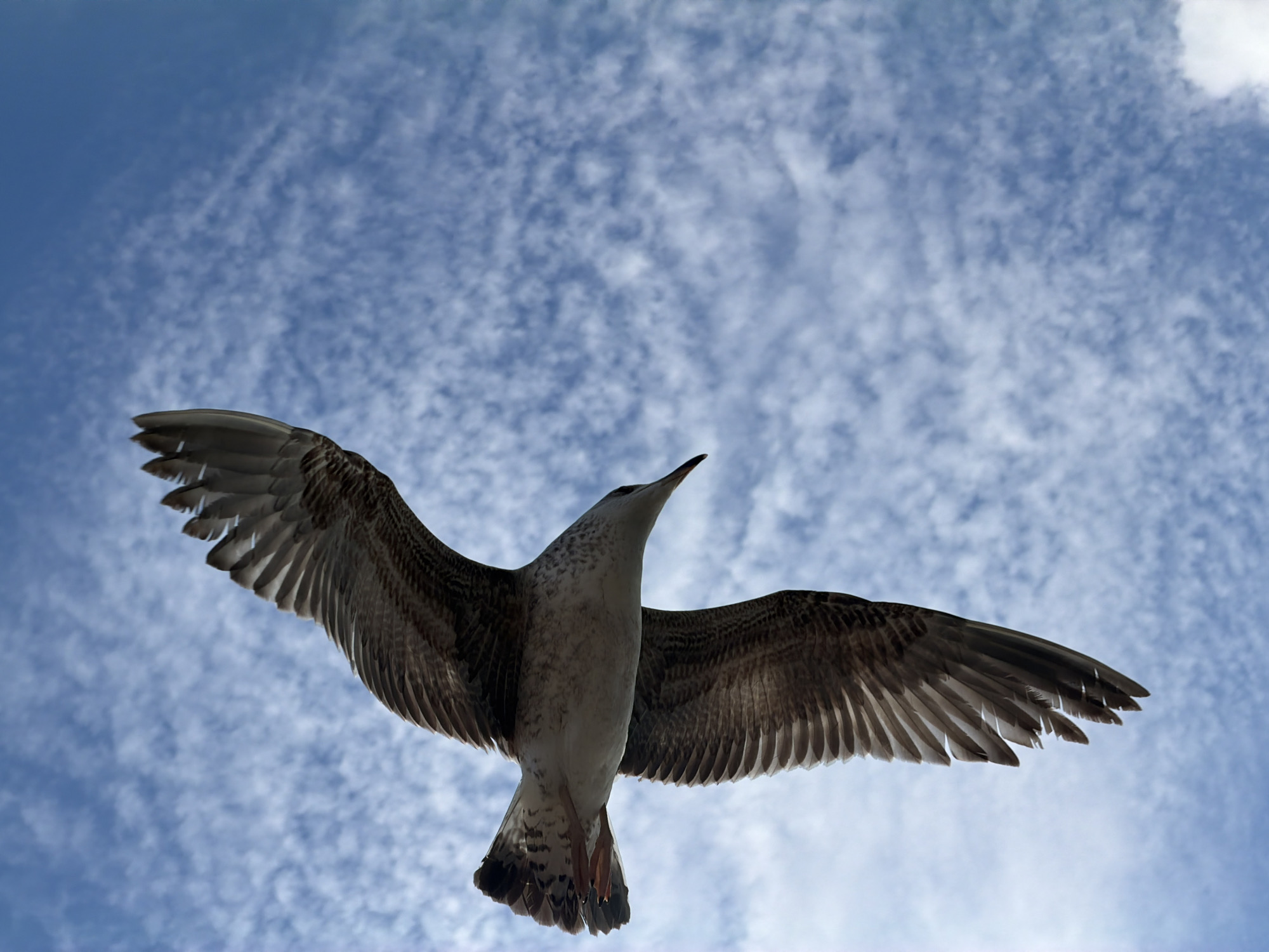Seagulls soar over Bosphorus near Maiden's Tower in Üsküdar