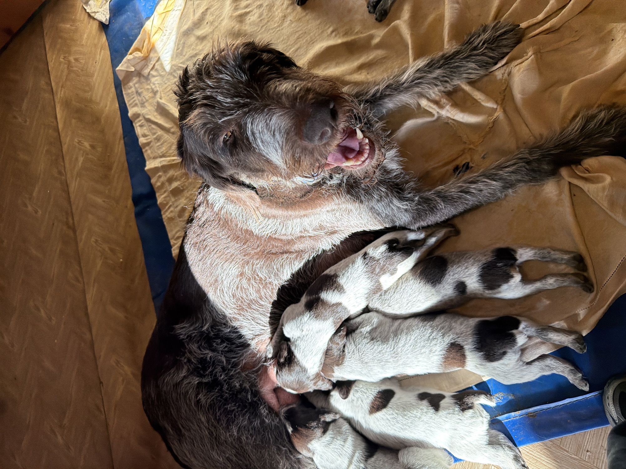 Family welcomes new litter of puppies in Khimki home