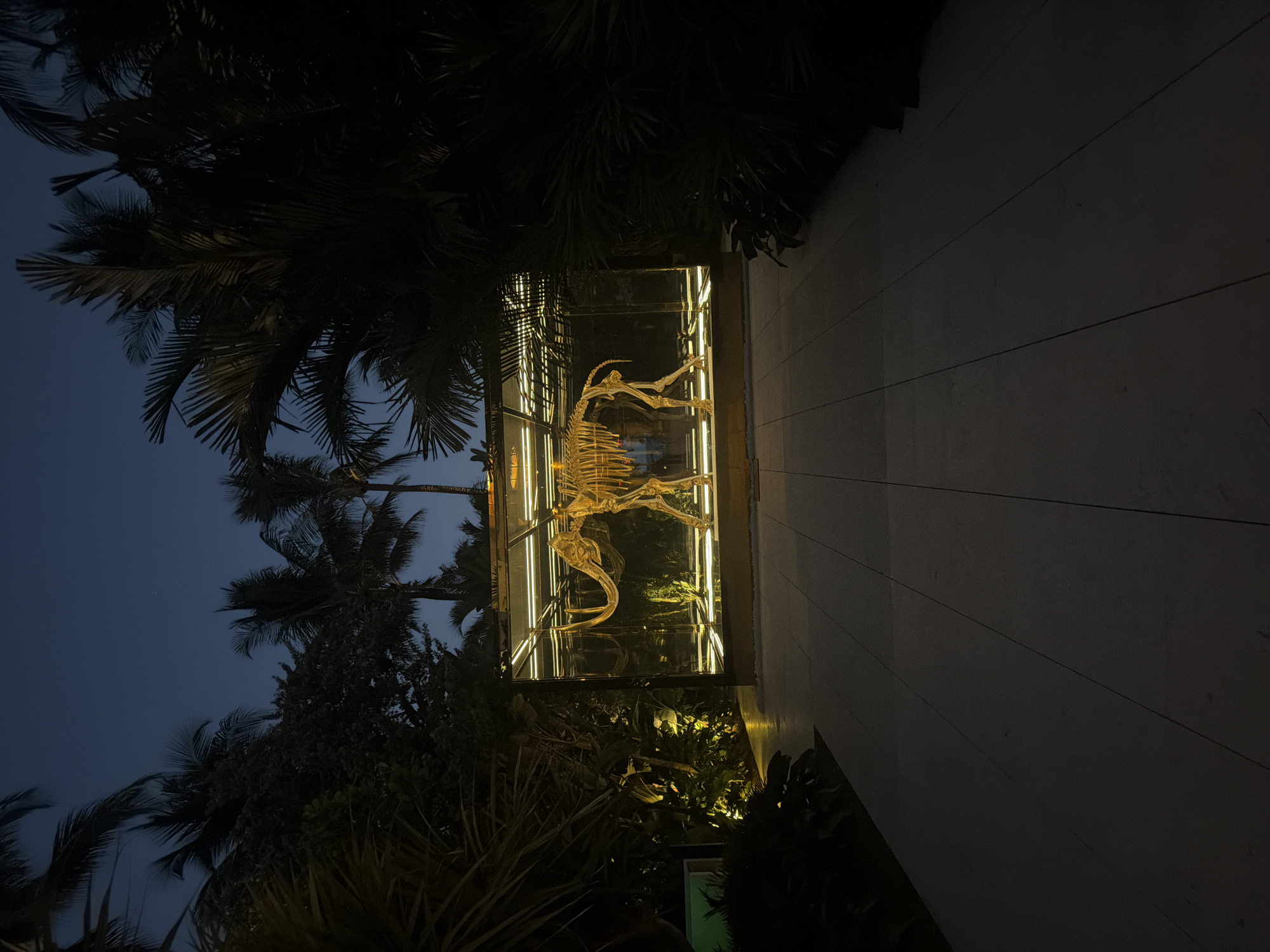 Illuminated dinosaur skeleton display observed at night in Miami Beach