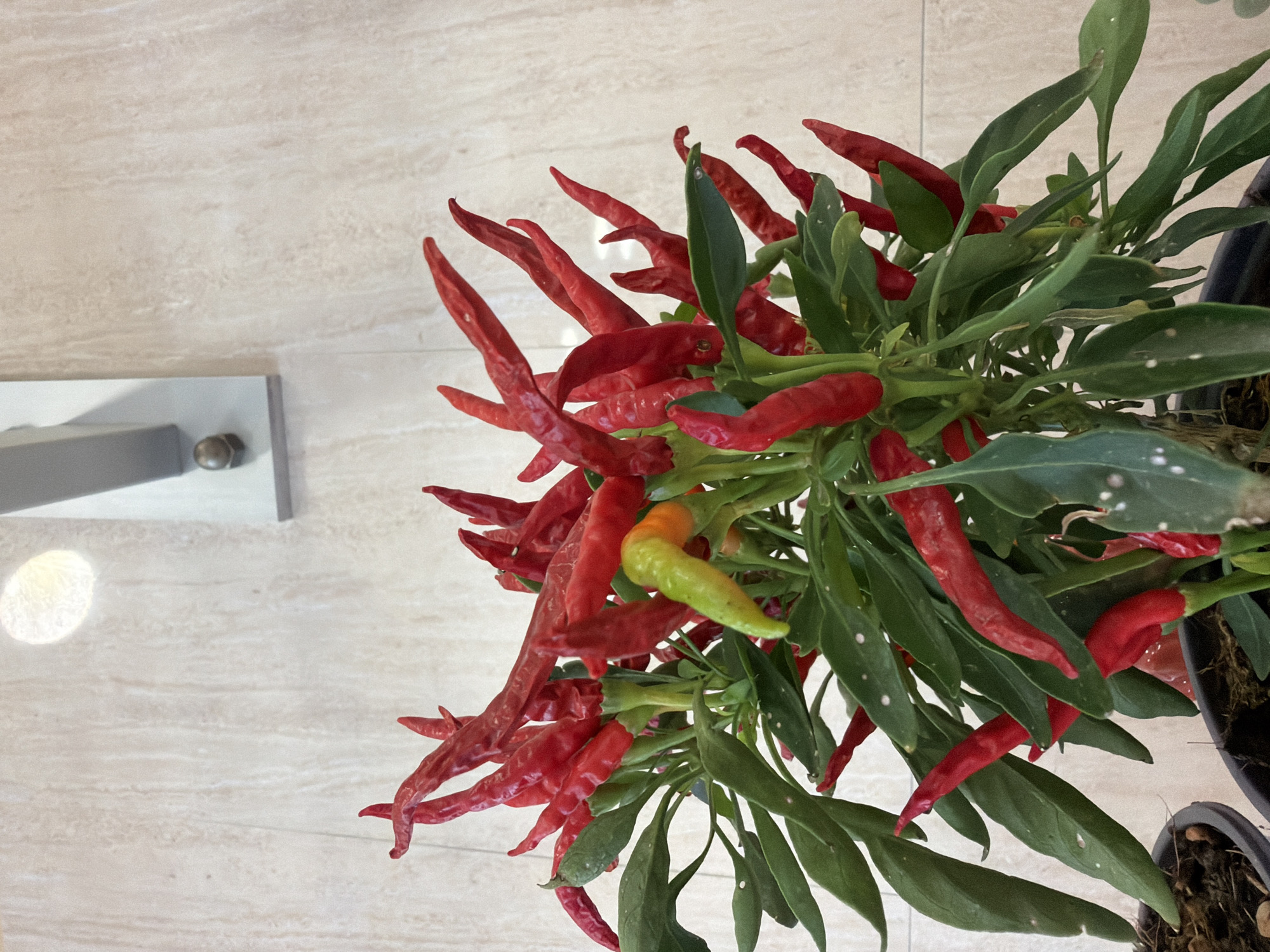 Street-level details in Bari: peppers and pink facades