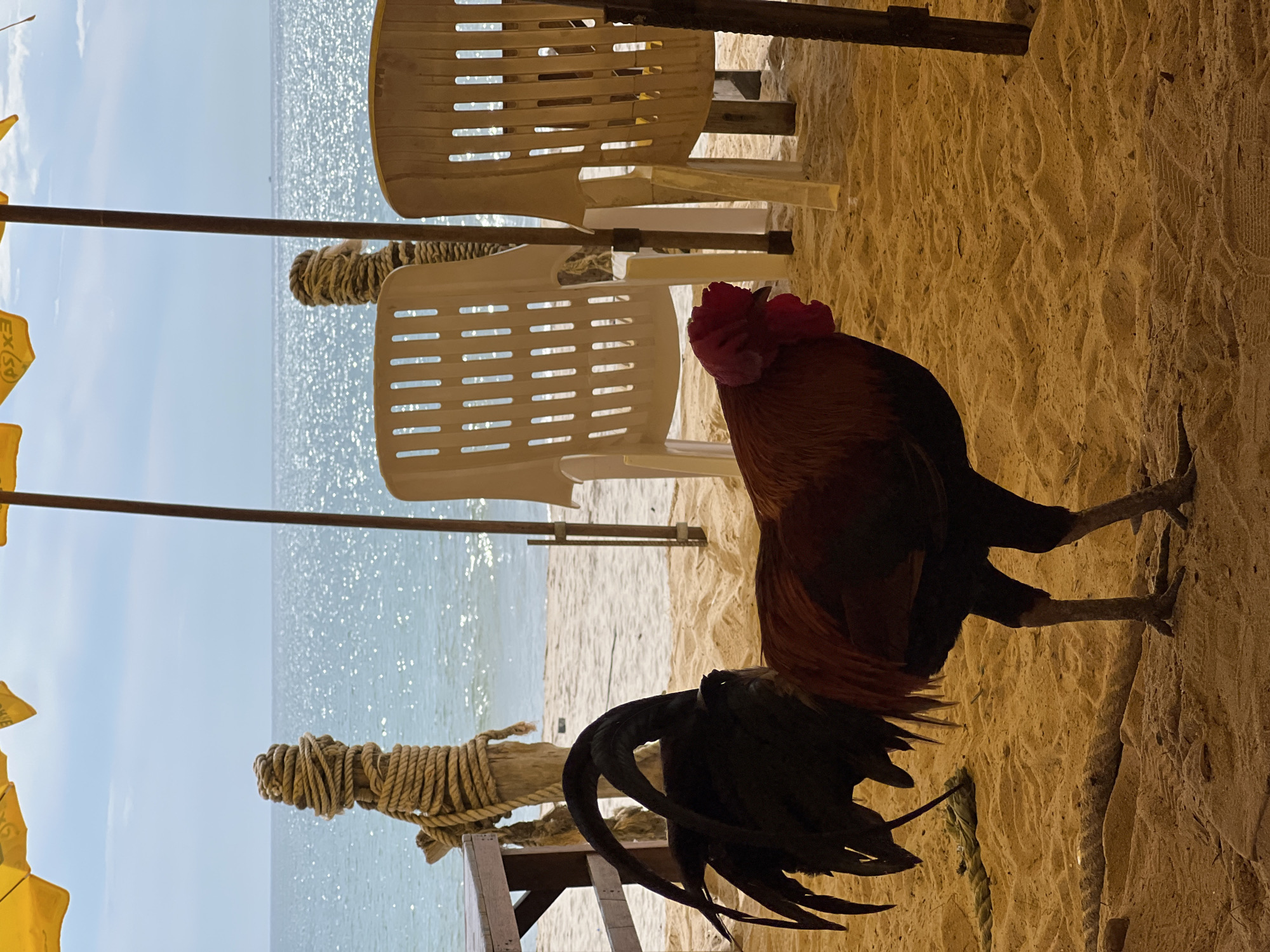 Chickens roam beachfront restaurant during morning hours