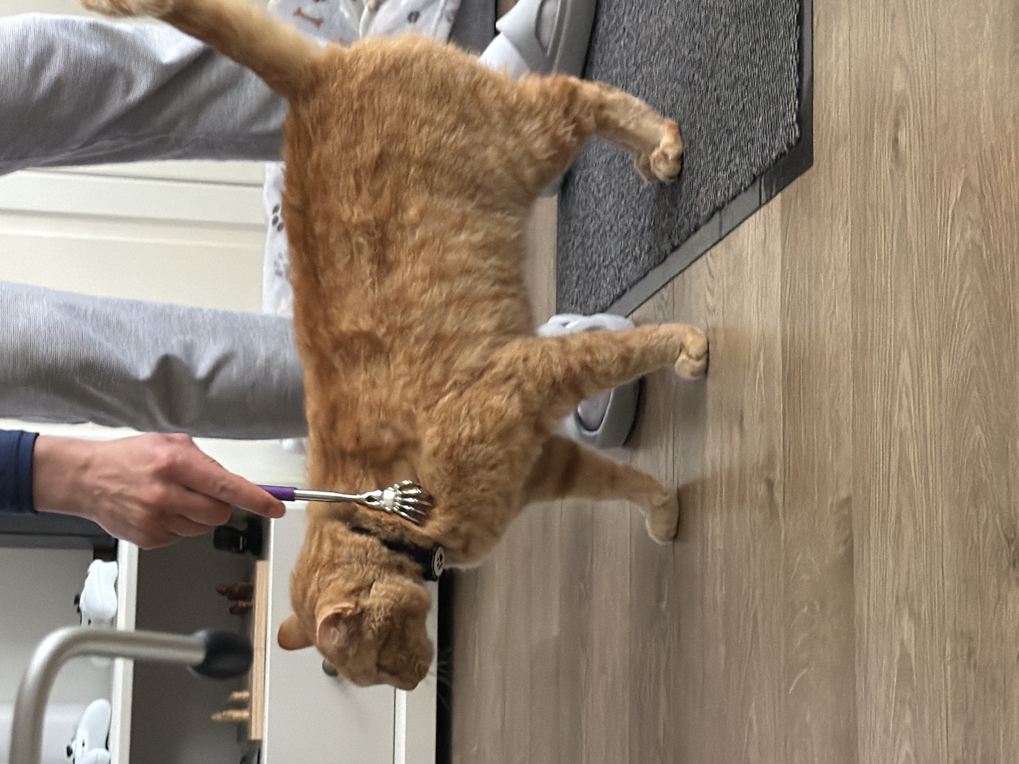 Cat grooming session captured in Helmond home