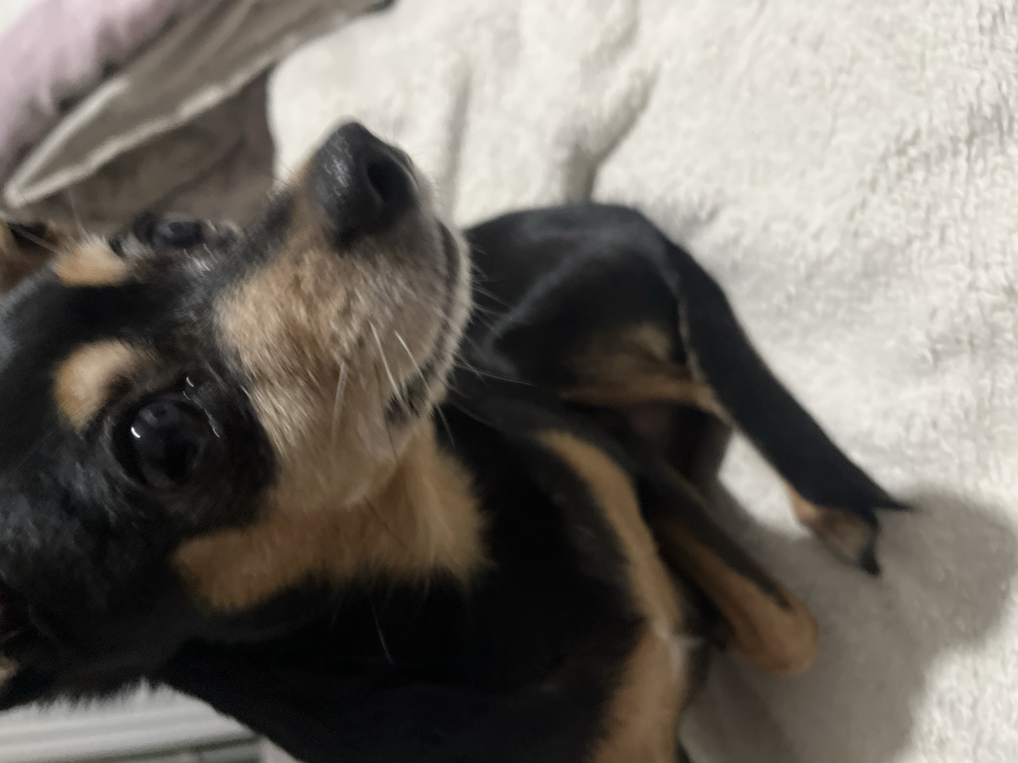 Small dog rests on bedding in Sofia residence