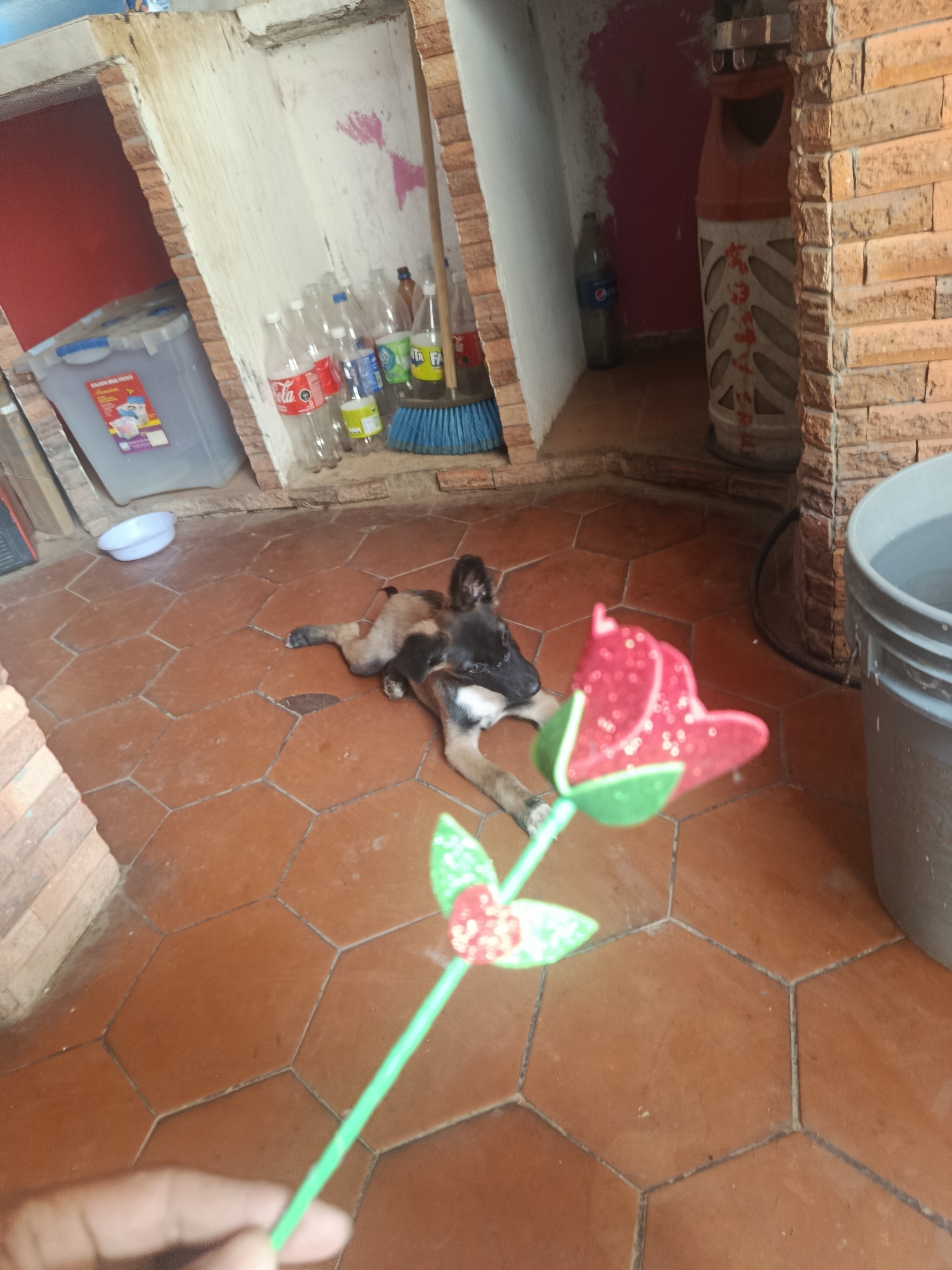 Dog spends evening relaxing on tiled floor in Juan Griego