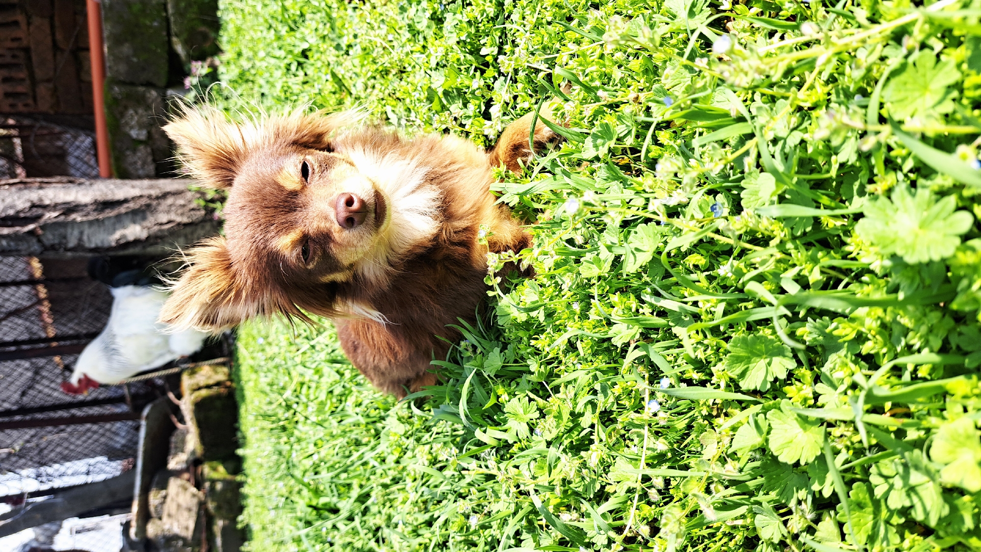 Domestic animals photographed in Bulgarian village yard scenes