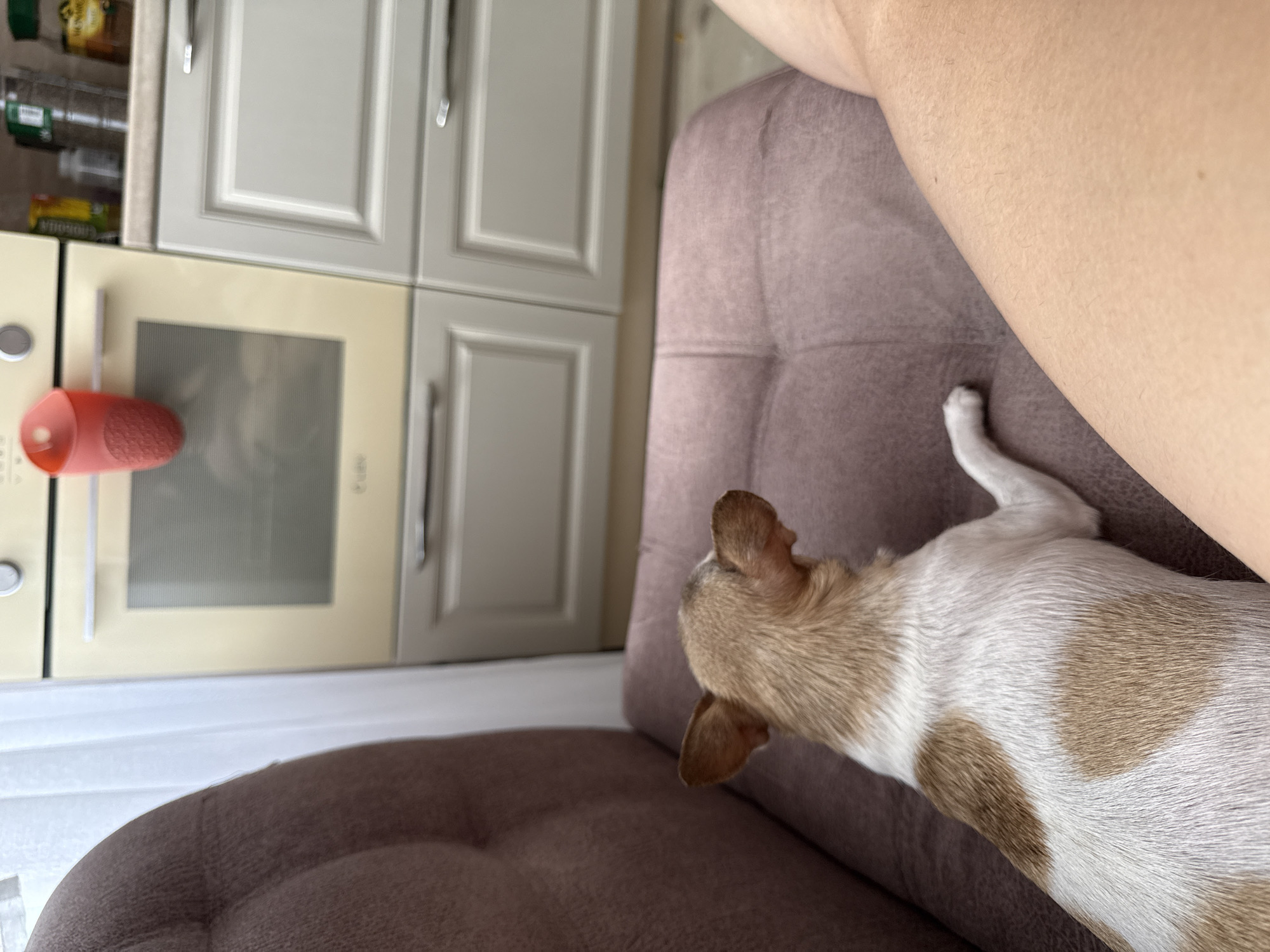 Chihuahua naps and Russian life quotes from a Tambov afternoon