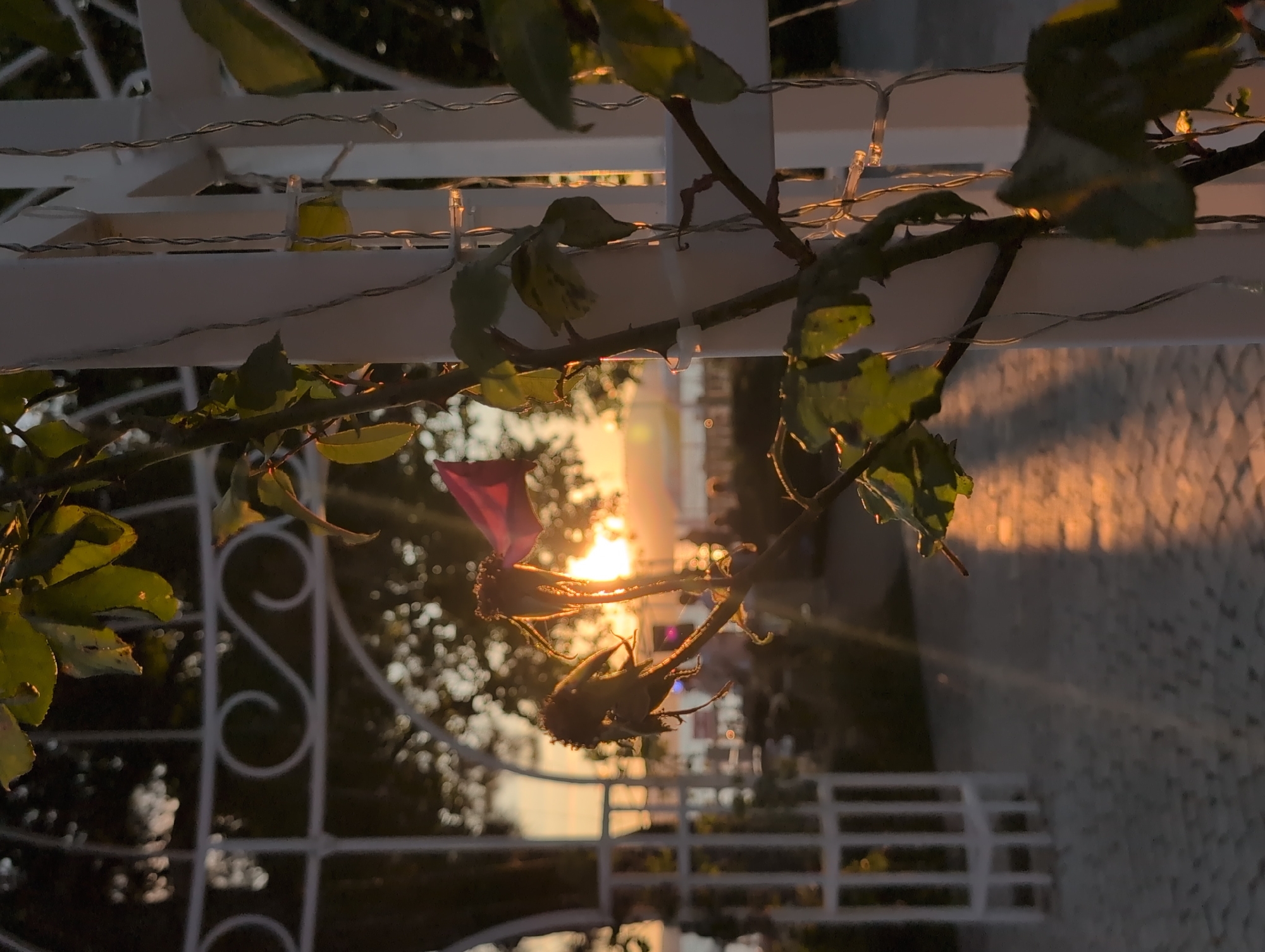 Sunset marina scenes with boats, walkways, and waterfront activities