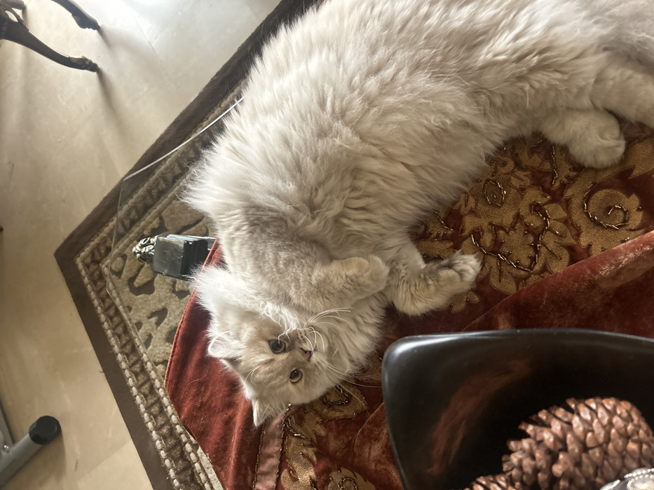 Cat resting indoors in Syrian residence