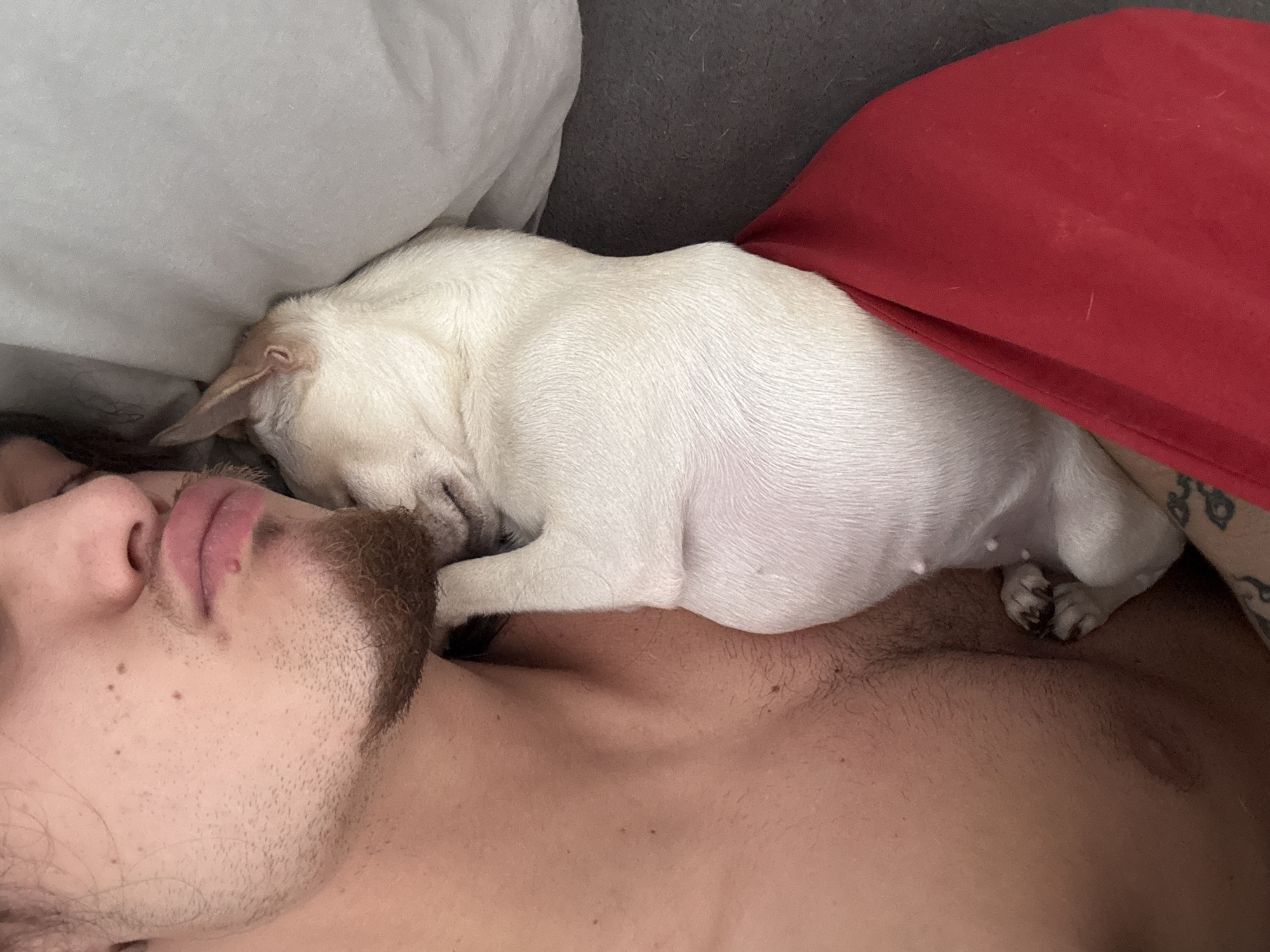 Man and white dog share quiet morning rest in Sofia