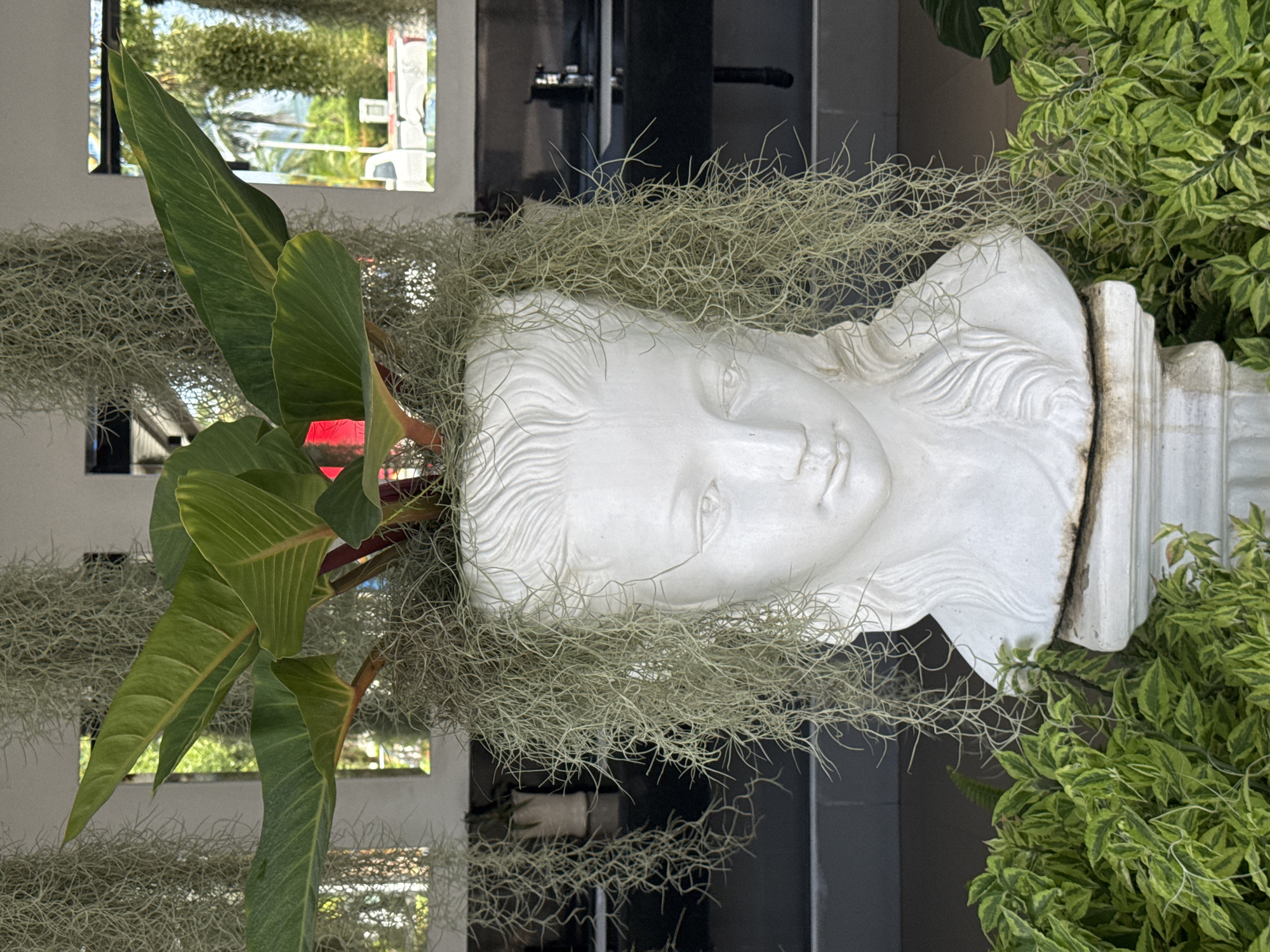 White plaster bust repurposed as an outdoor plant display