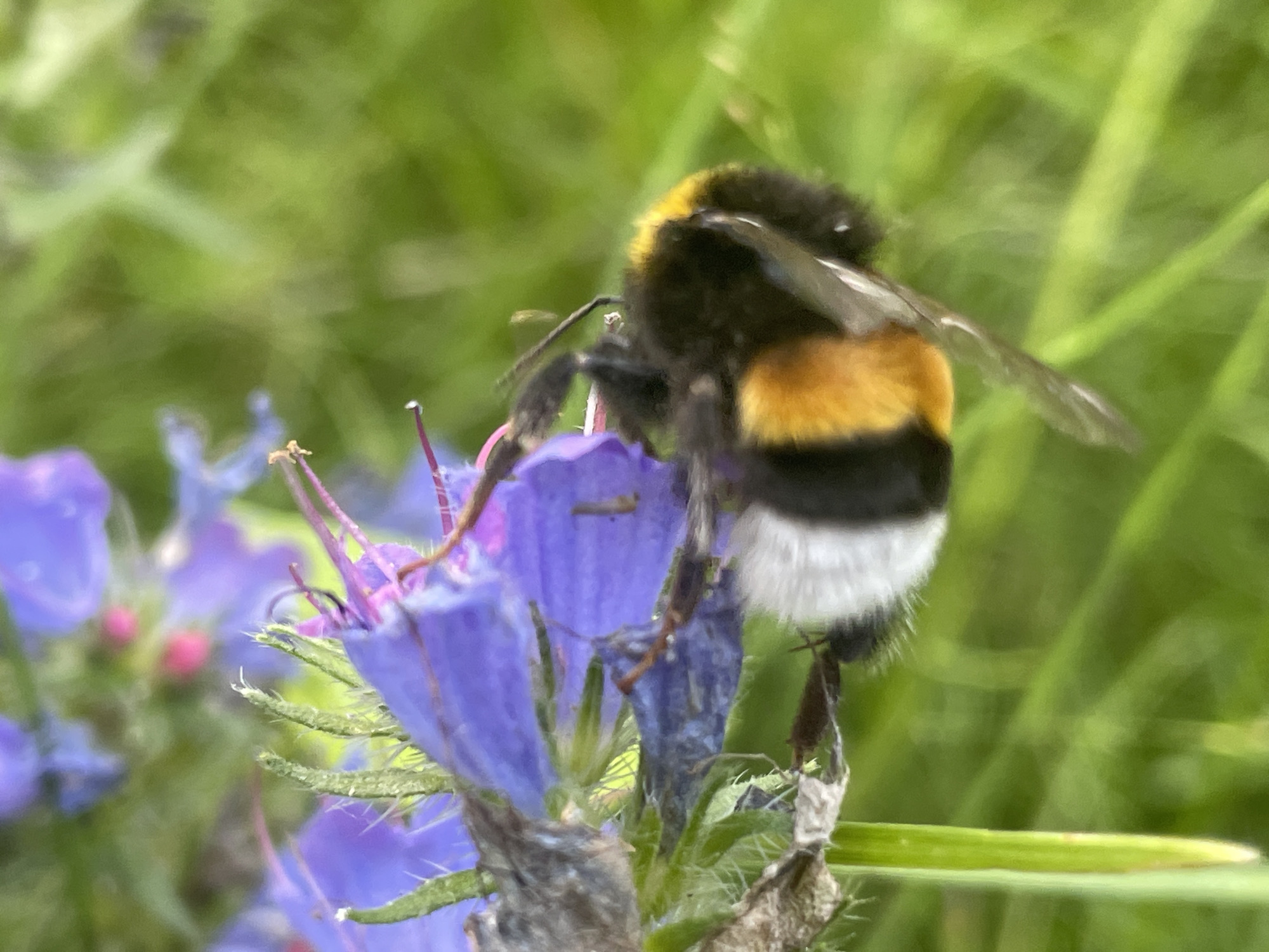 Bumblebees and snails among summer wildflowers in Pushchino