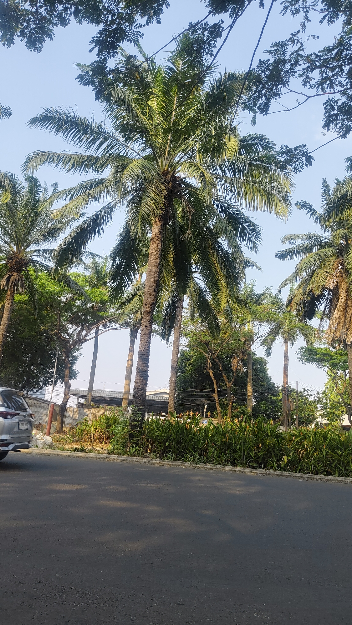 Palm-lined urban street in Bekasi, Indonesia