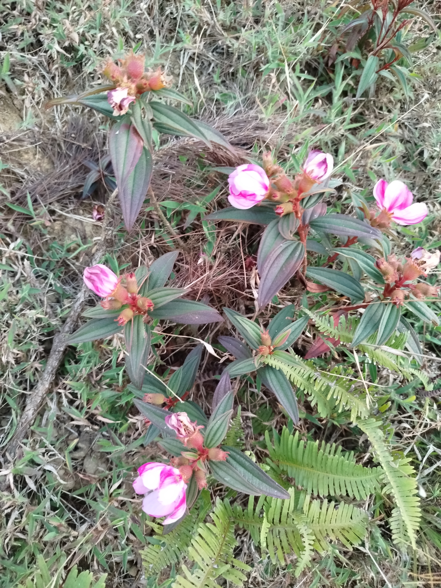 Rolling hills and wildflowers documented in Lạc Dương, Vietnam