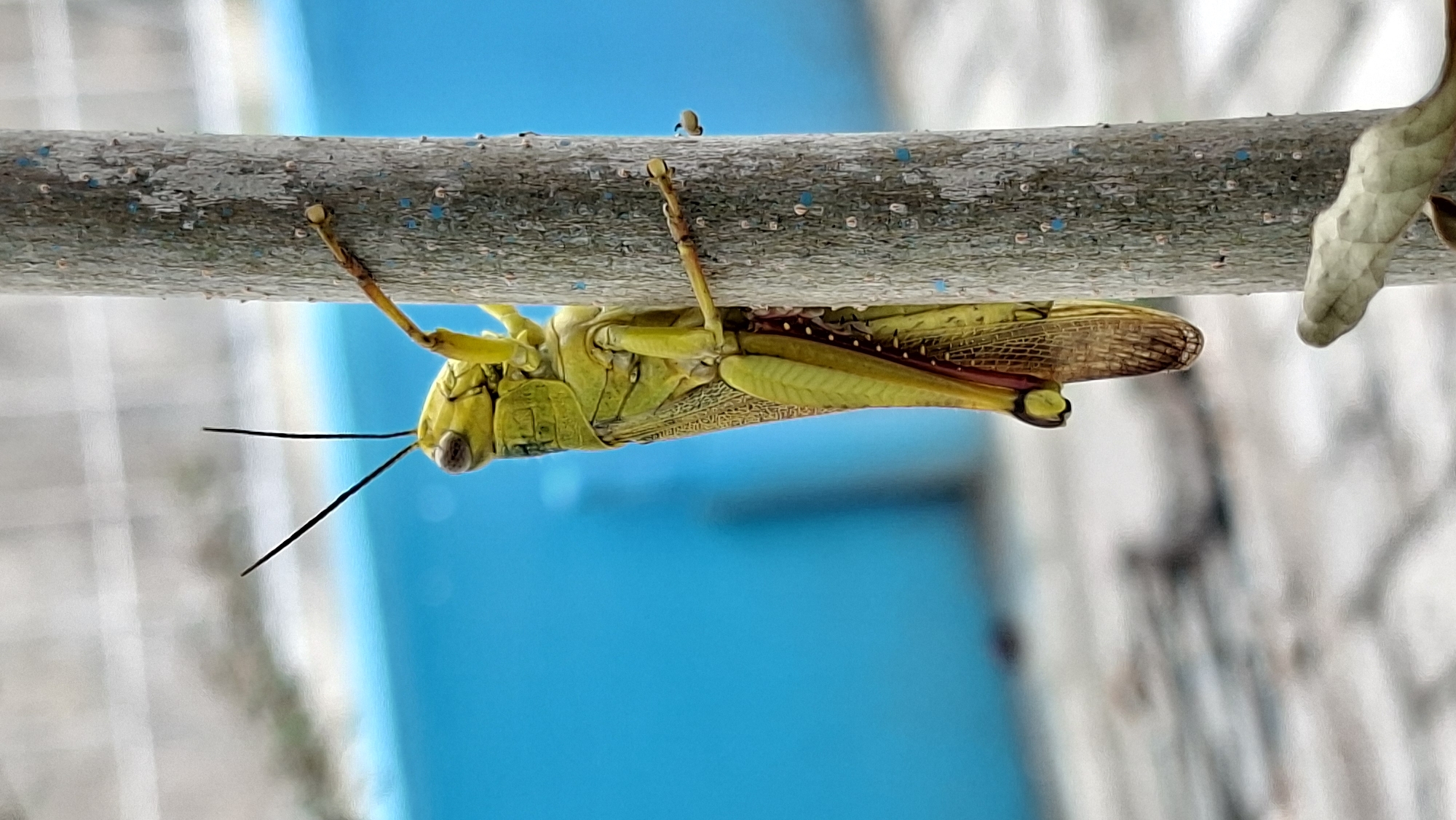 Grasshopper close-ups and street scenes from Lhokseumawe
