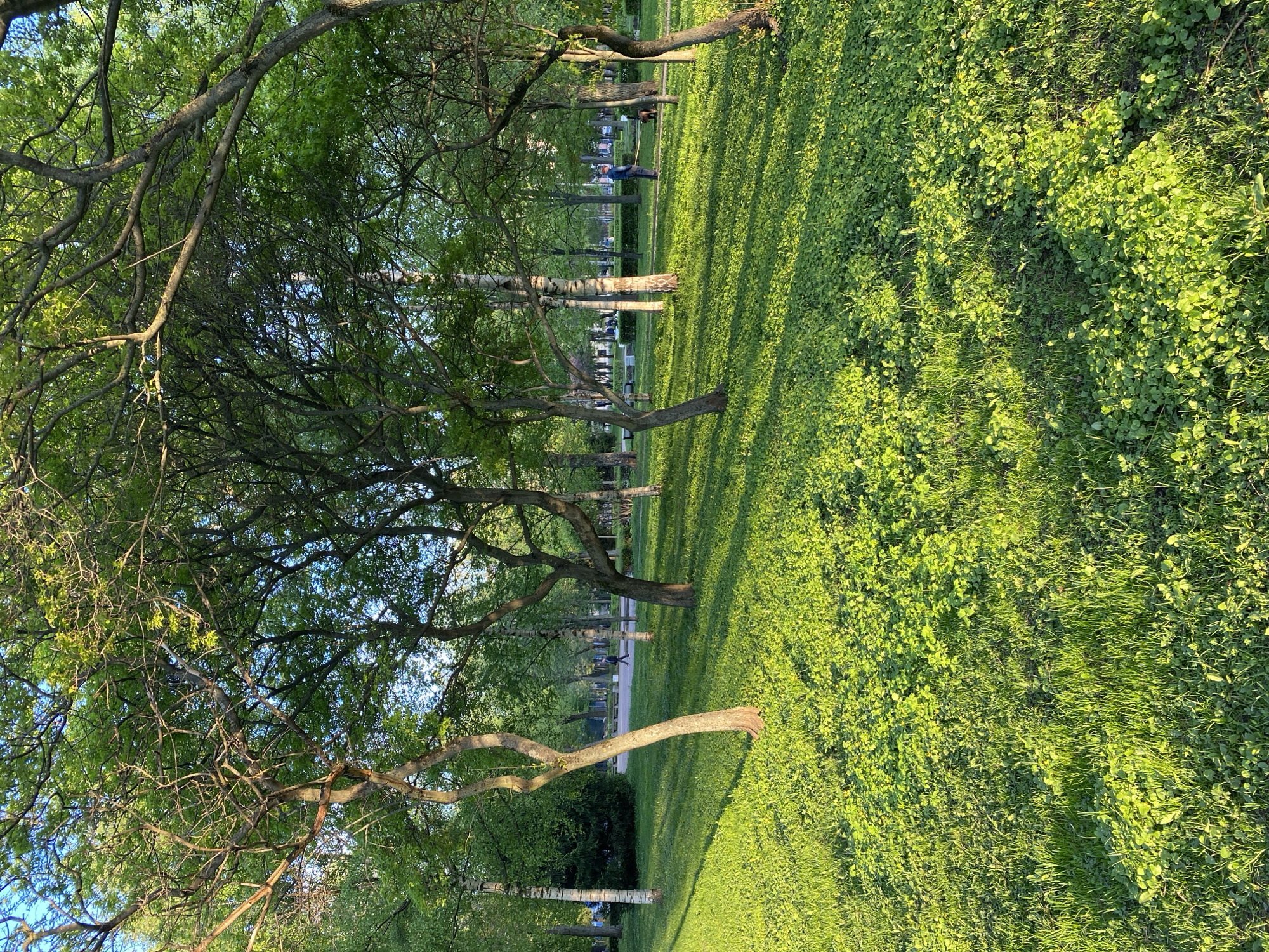 Sunlit park scene observed in Saint Petersburg