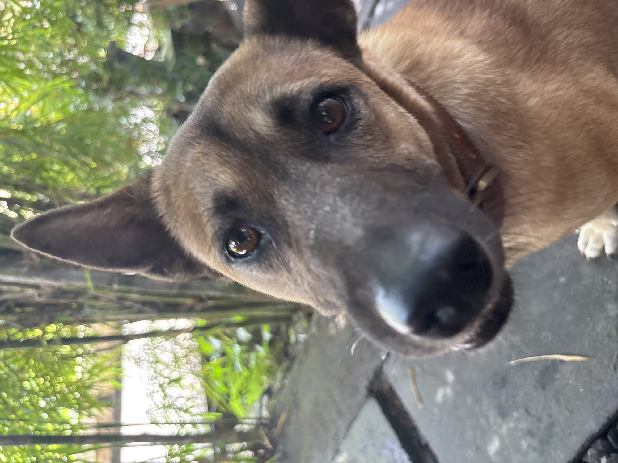 Morning cafe visit with dog companion in Kuta Selatan