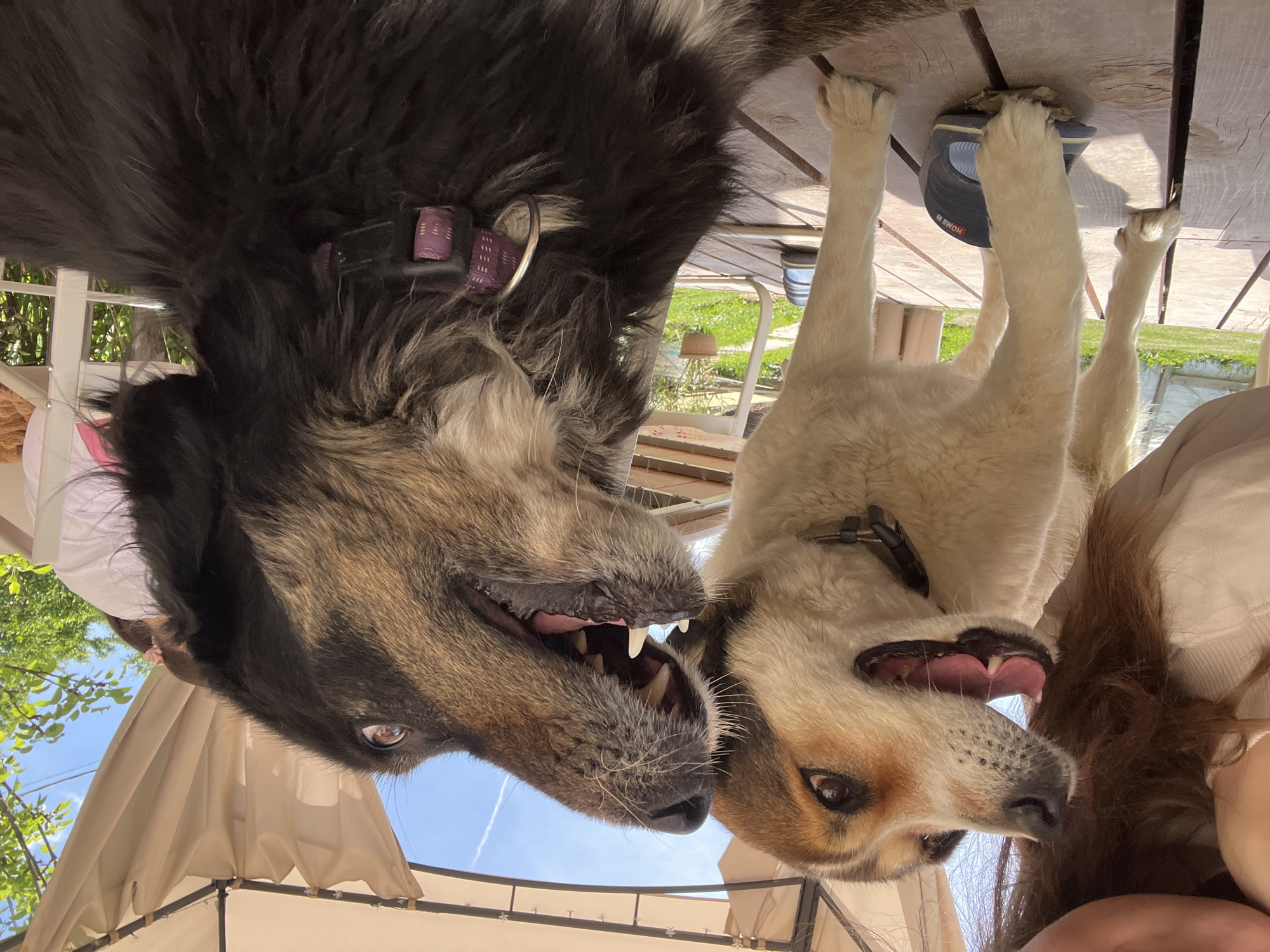 Dogs relax outdoors in Bulgarian village during midday