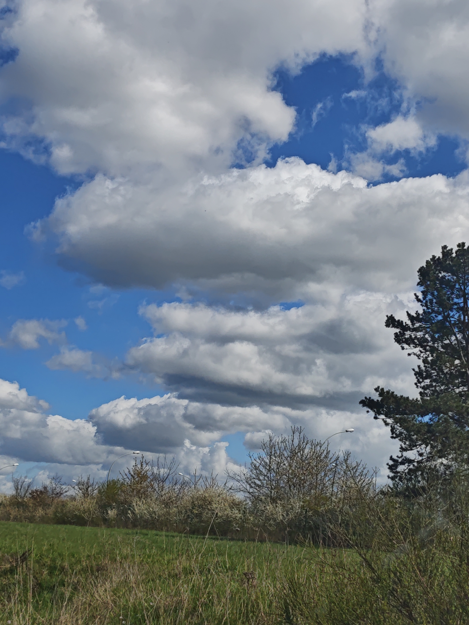 Spring blooms captured in Leudelange Luxembourg countryside