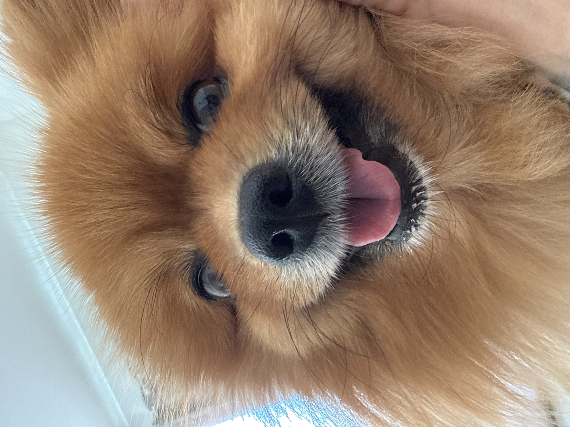 Lazy Oslo evening on the deck with a Pomeranian and lunch