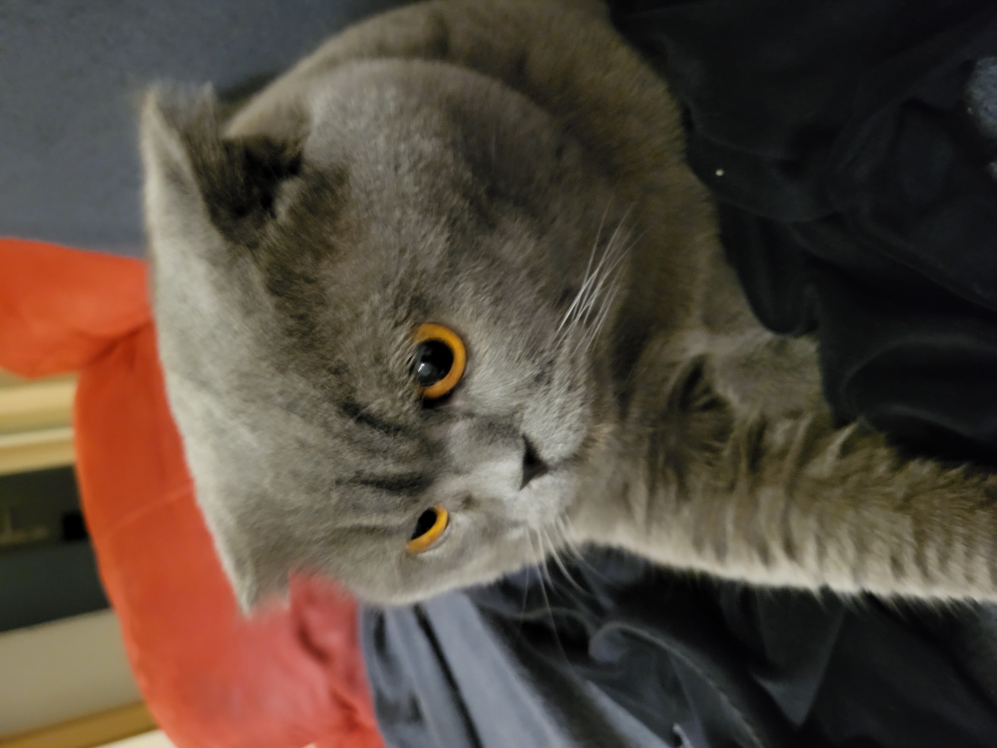 Grey cat, pizza, and coffee: a quiet night in