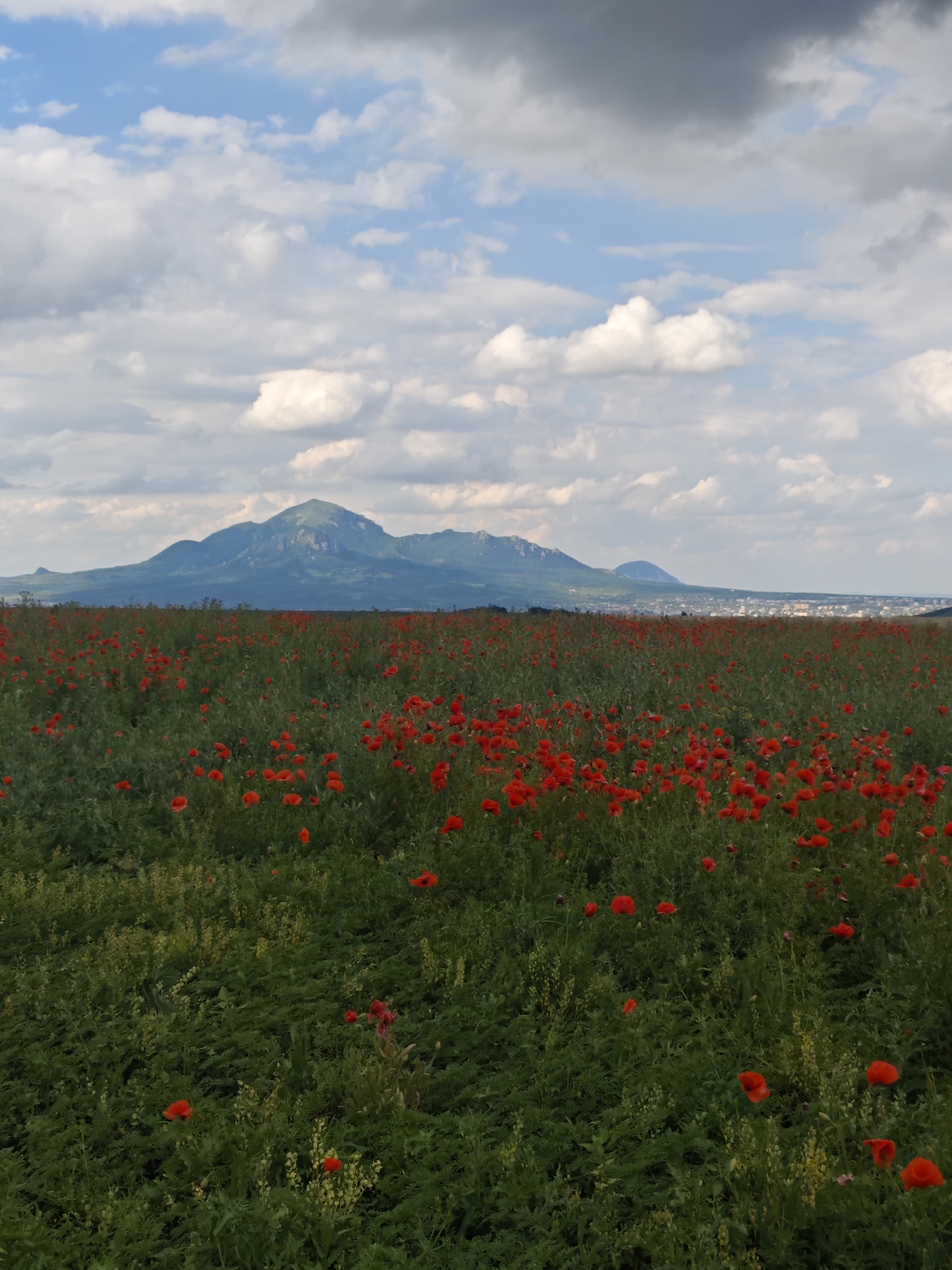 Red poppy fields in full bloom near Yutsa with mountain backdrop