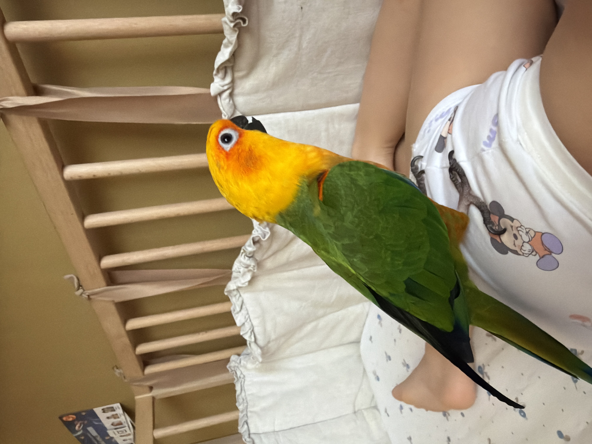 Sun Conure perches on lap and stuffed animal in Khimki