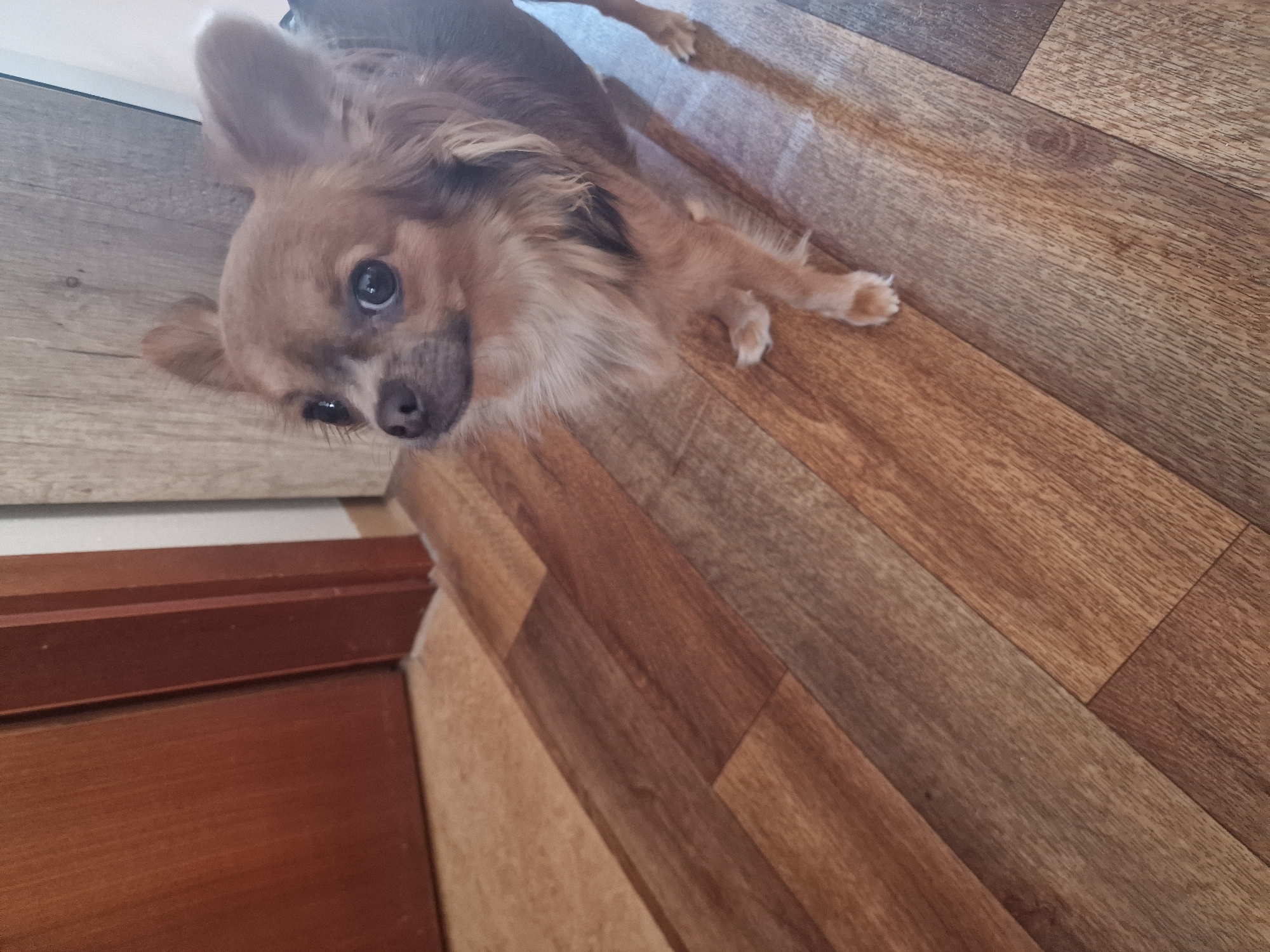 Quirky home décor and a Chihuahua, Nuremberg apartment