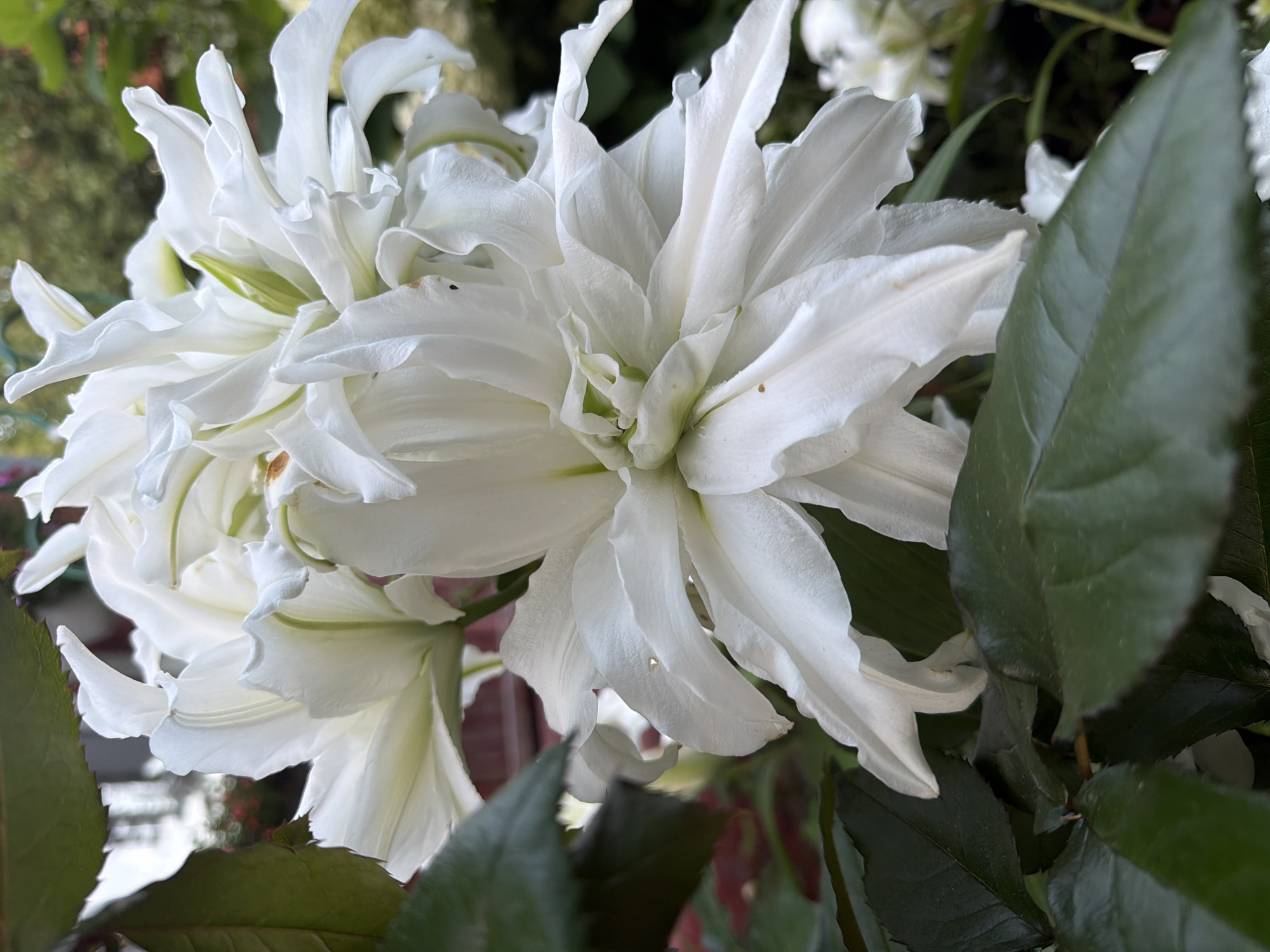 Summer garden in full bloom at a Russian dacha plot