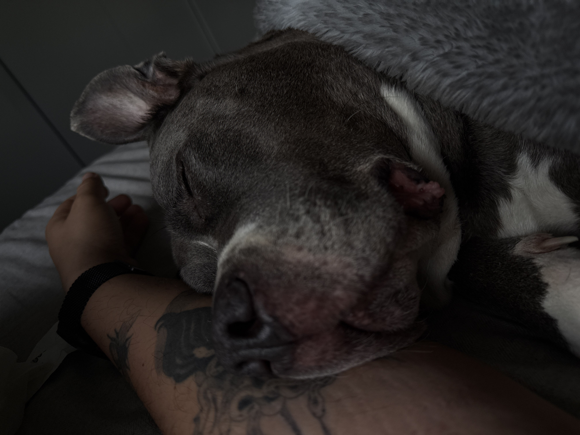 Dog sleeps peacefully on owner's arm in Luxembourg bedroom