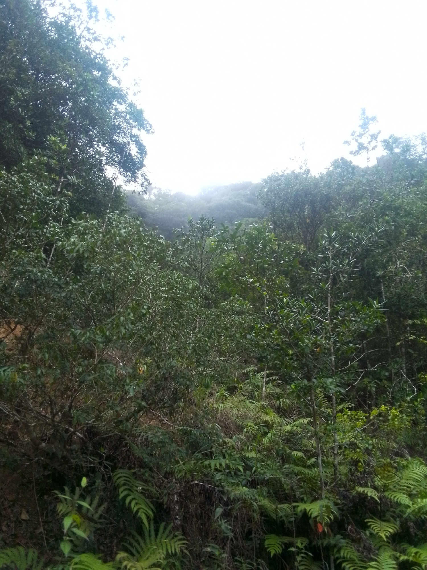 Flora documentation captured in foggy Las Piedras mountains