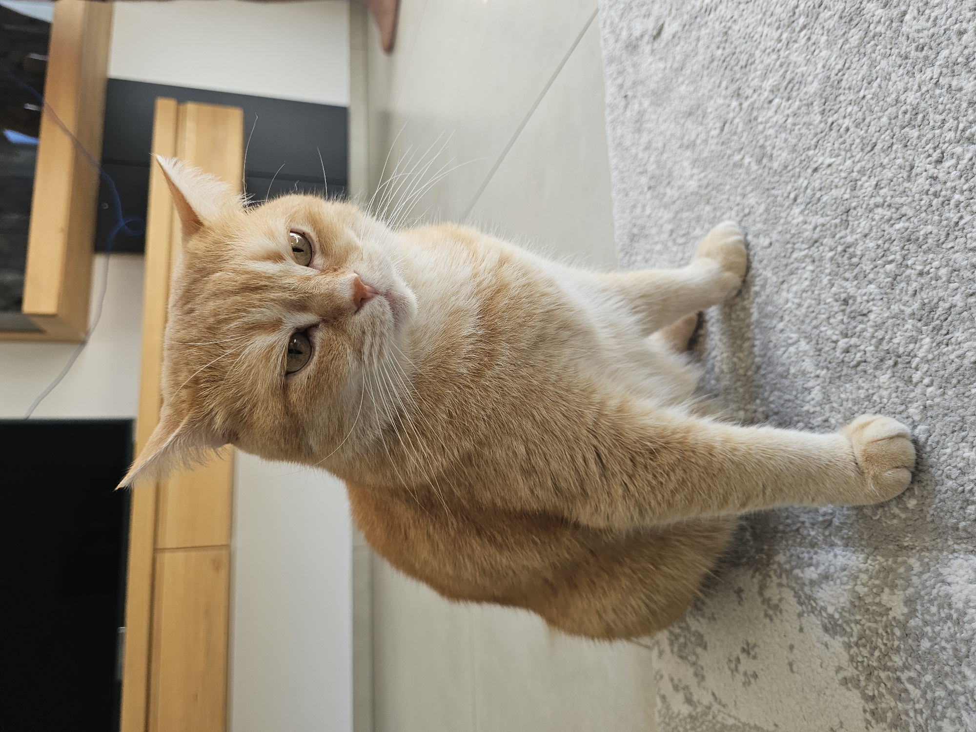 Household cats documented lounging indoors during morning hours