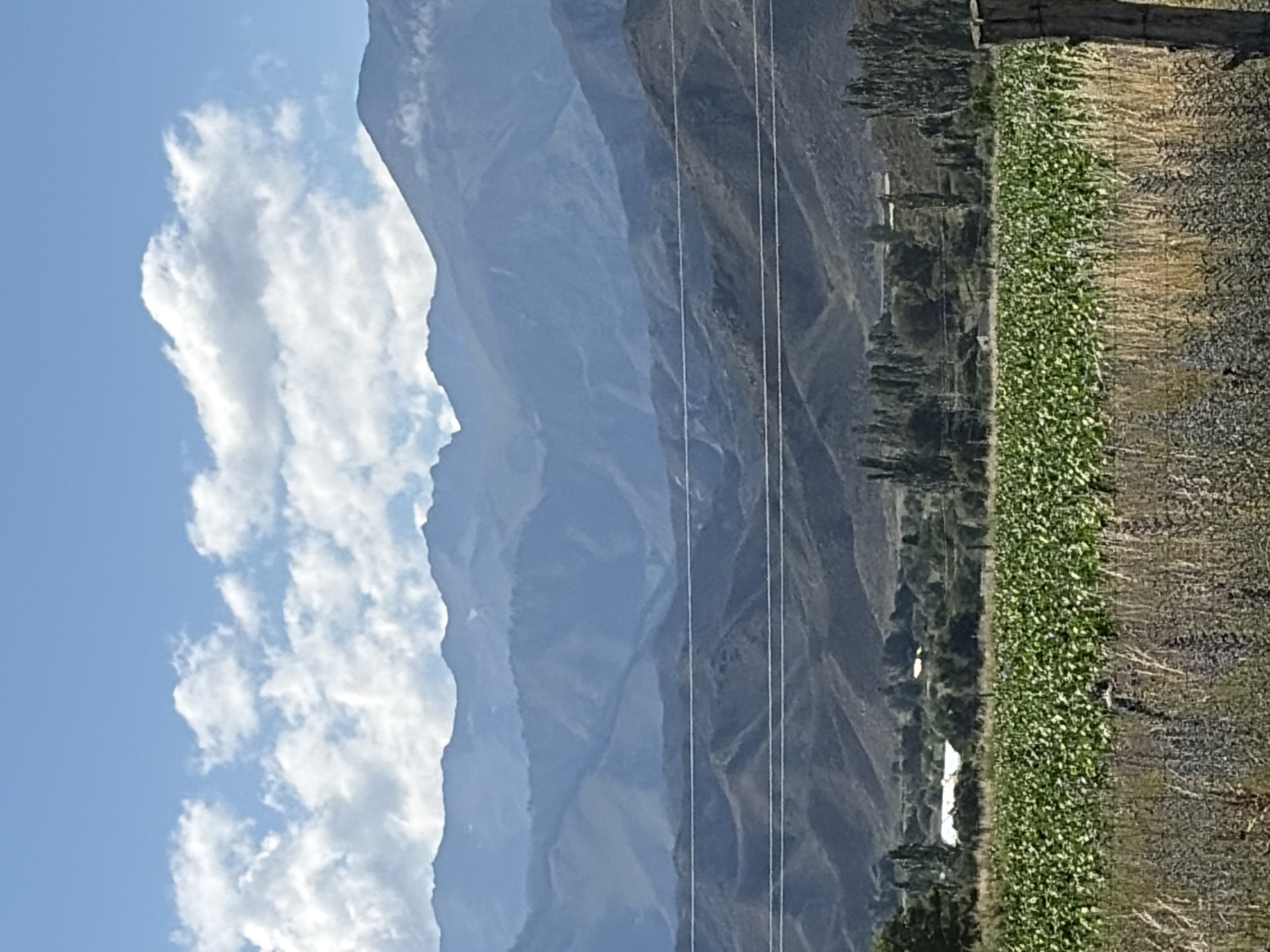 Cattle grazing in alpine valley fields beneath snow-capped peaks