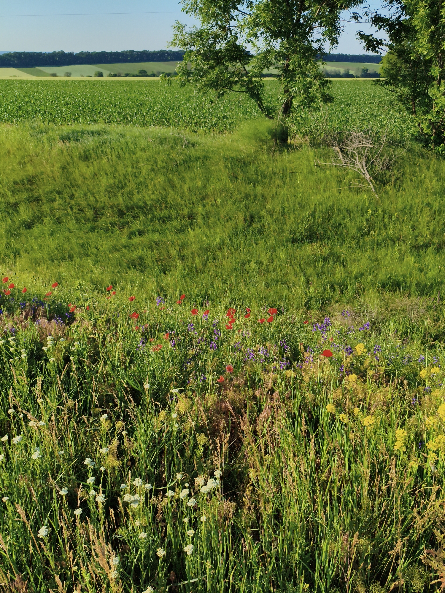 Morning wildflower walk documented in Ustyvytsia, Ukraine countryside