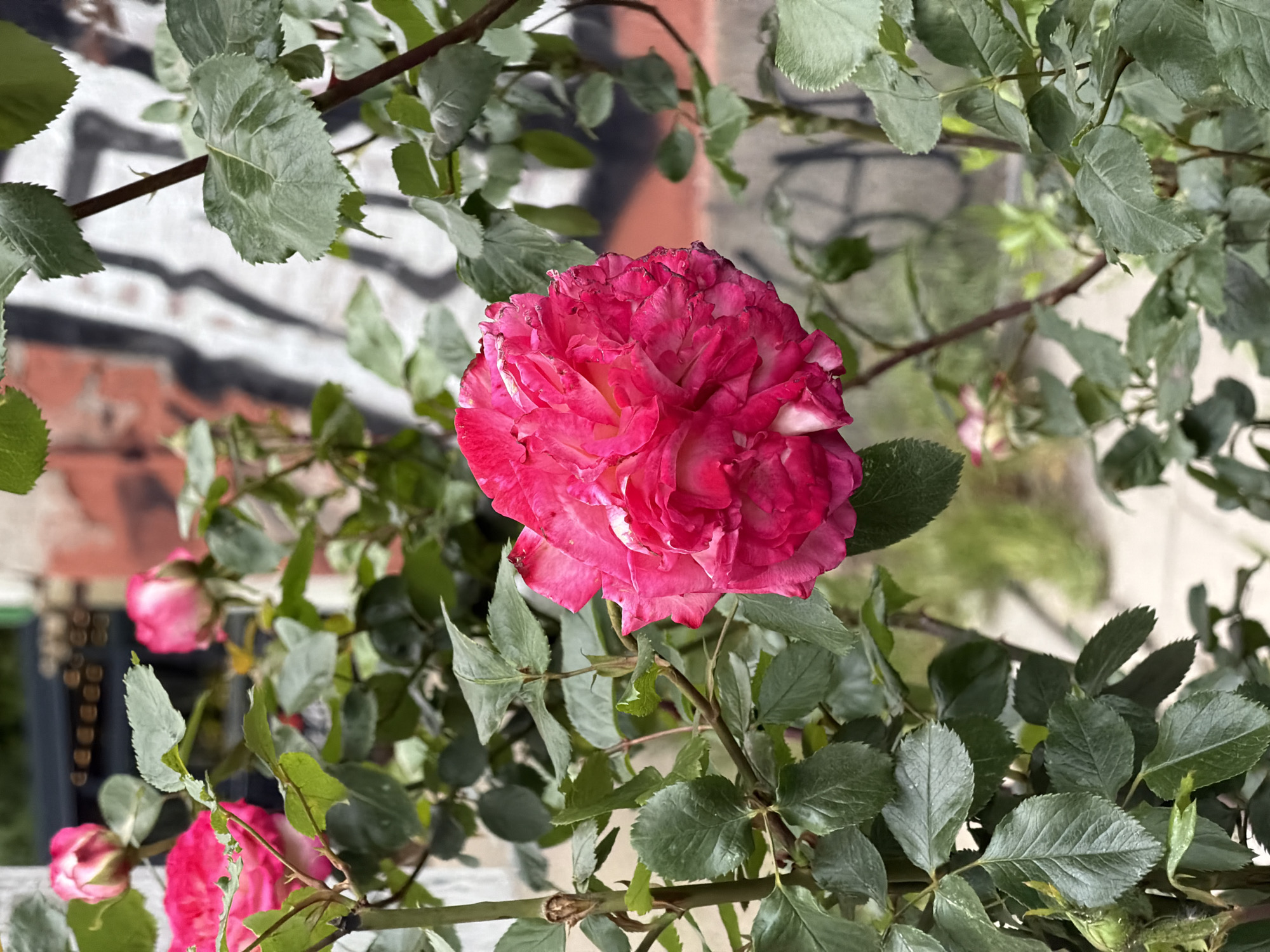 Pink rose blooms amid Sofia street graffiti