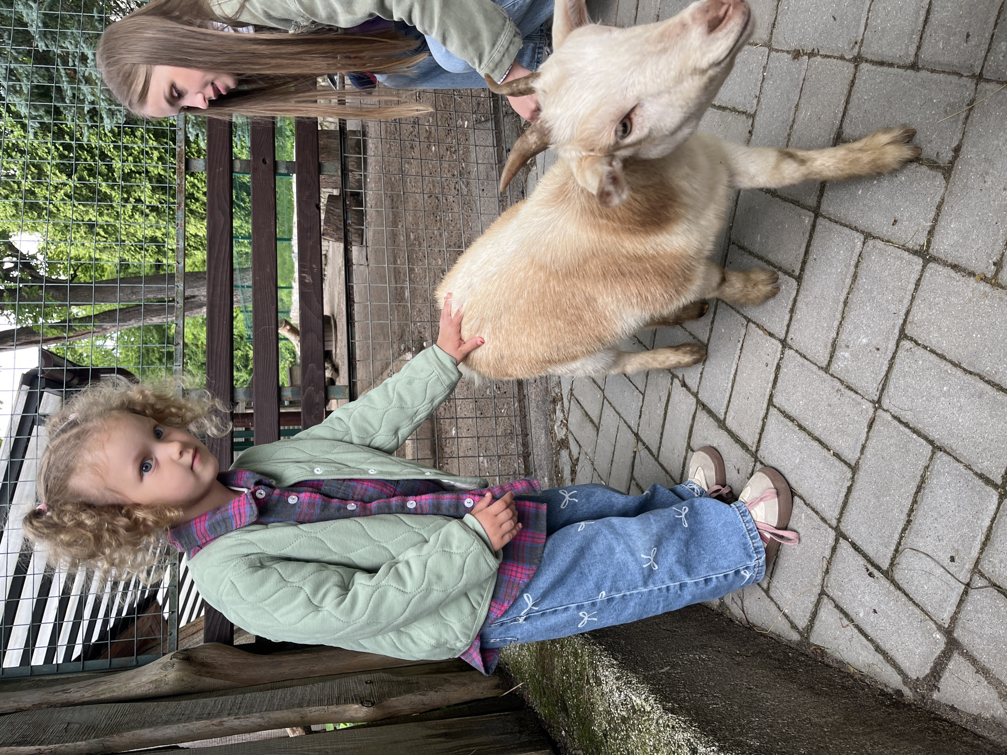 Afternoon at a Kaliningrad petting zoo with roaming goats