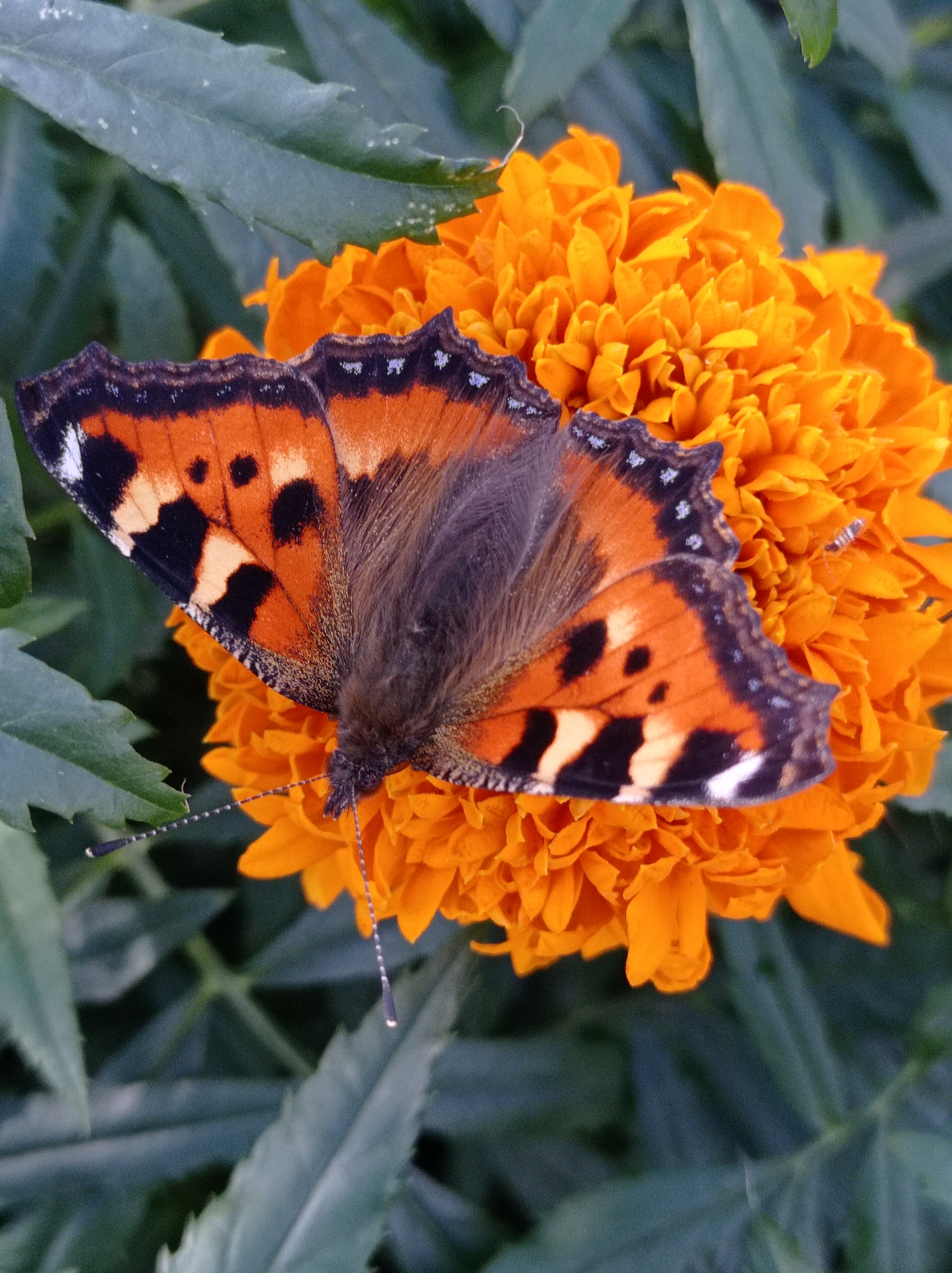 Tortoiseshell butterflies on orange marigolds in a Degtyarsk garden