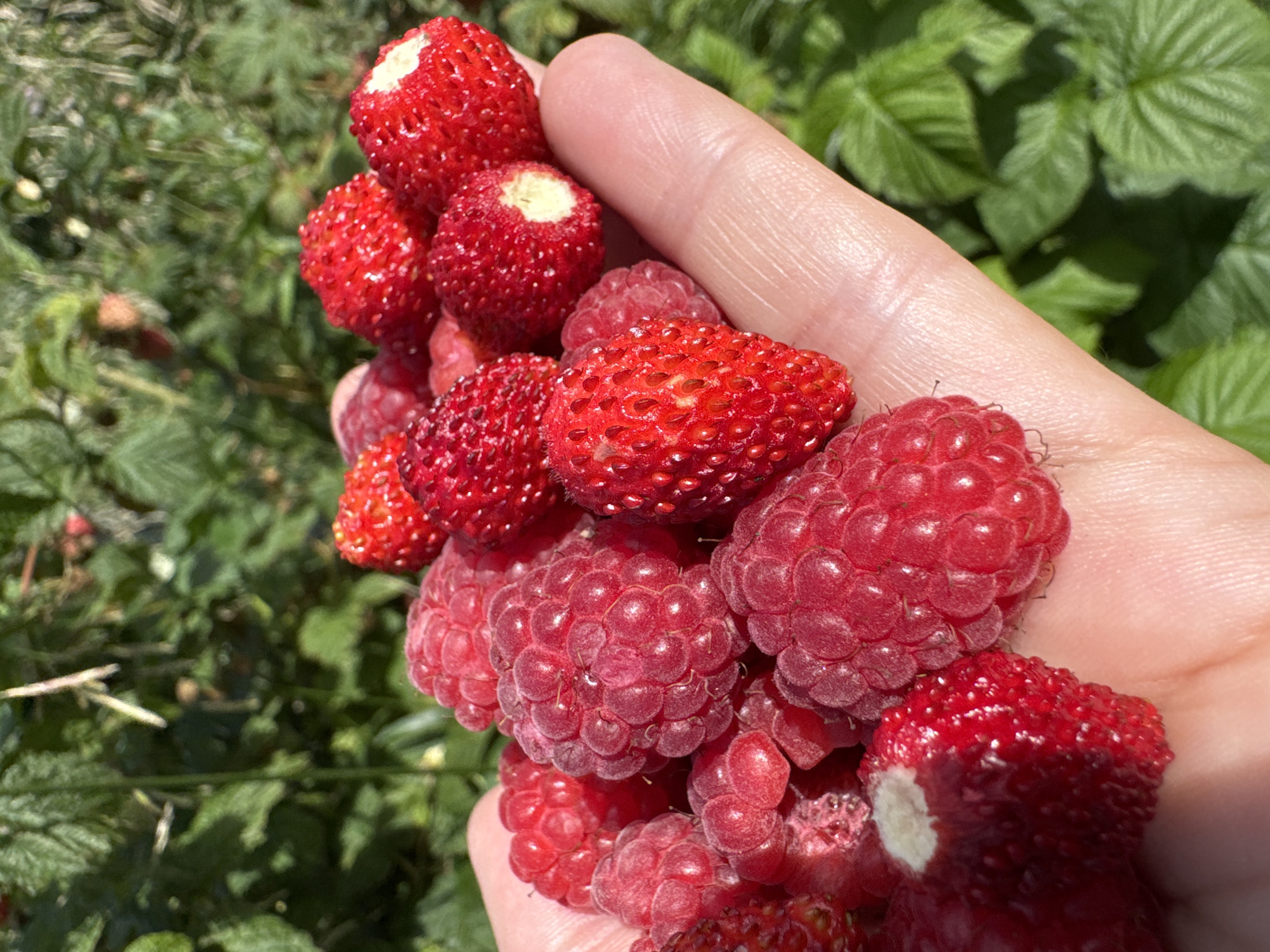 Berry picking and rural life in a Russian village summer afternoon
