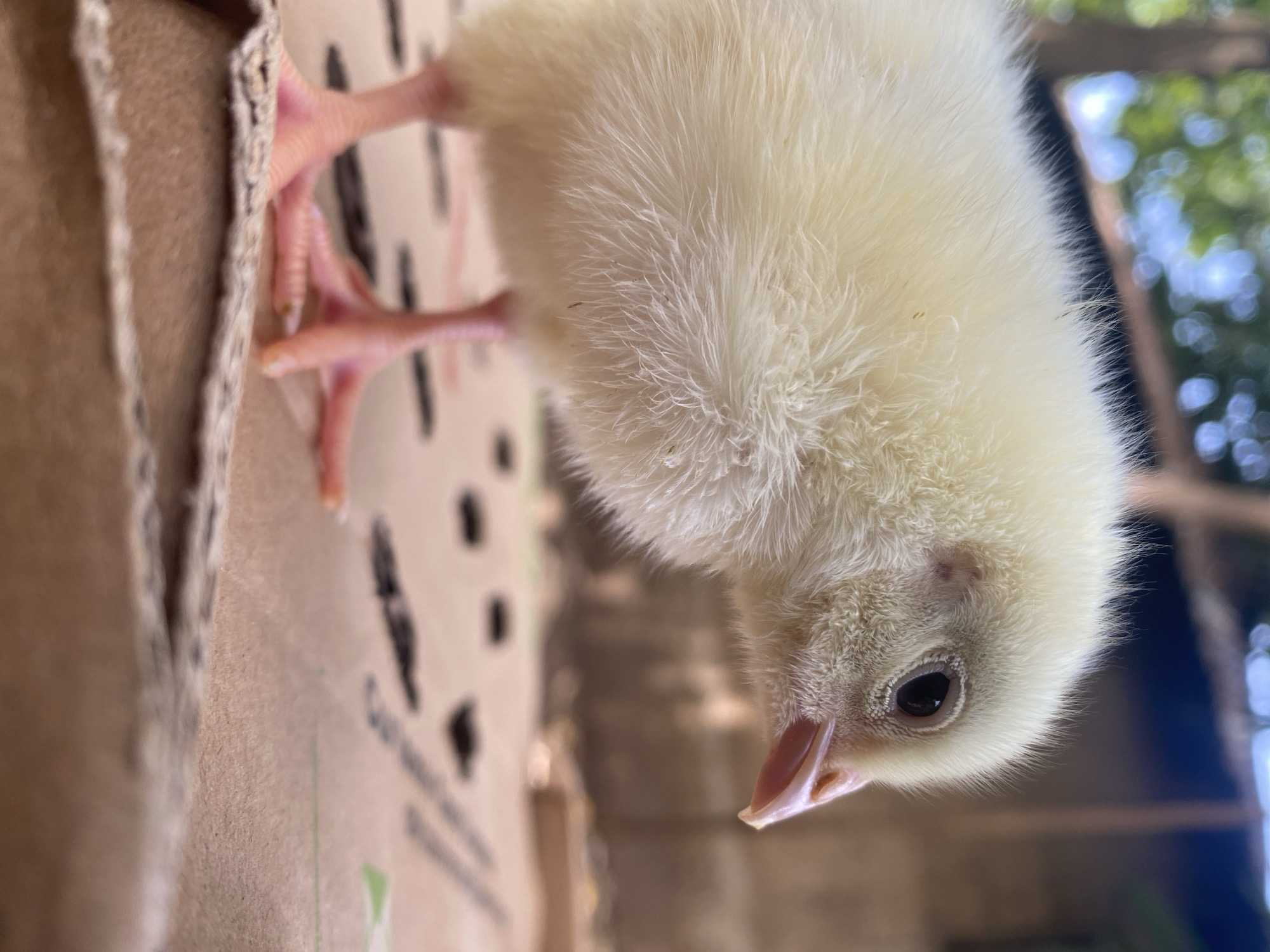 Young chick handled and photographed in Maigizo, Nigeria