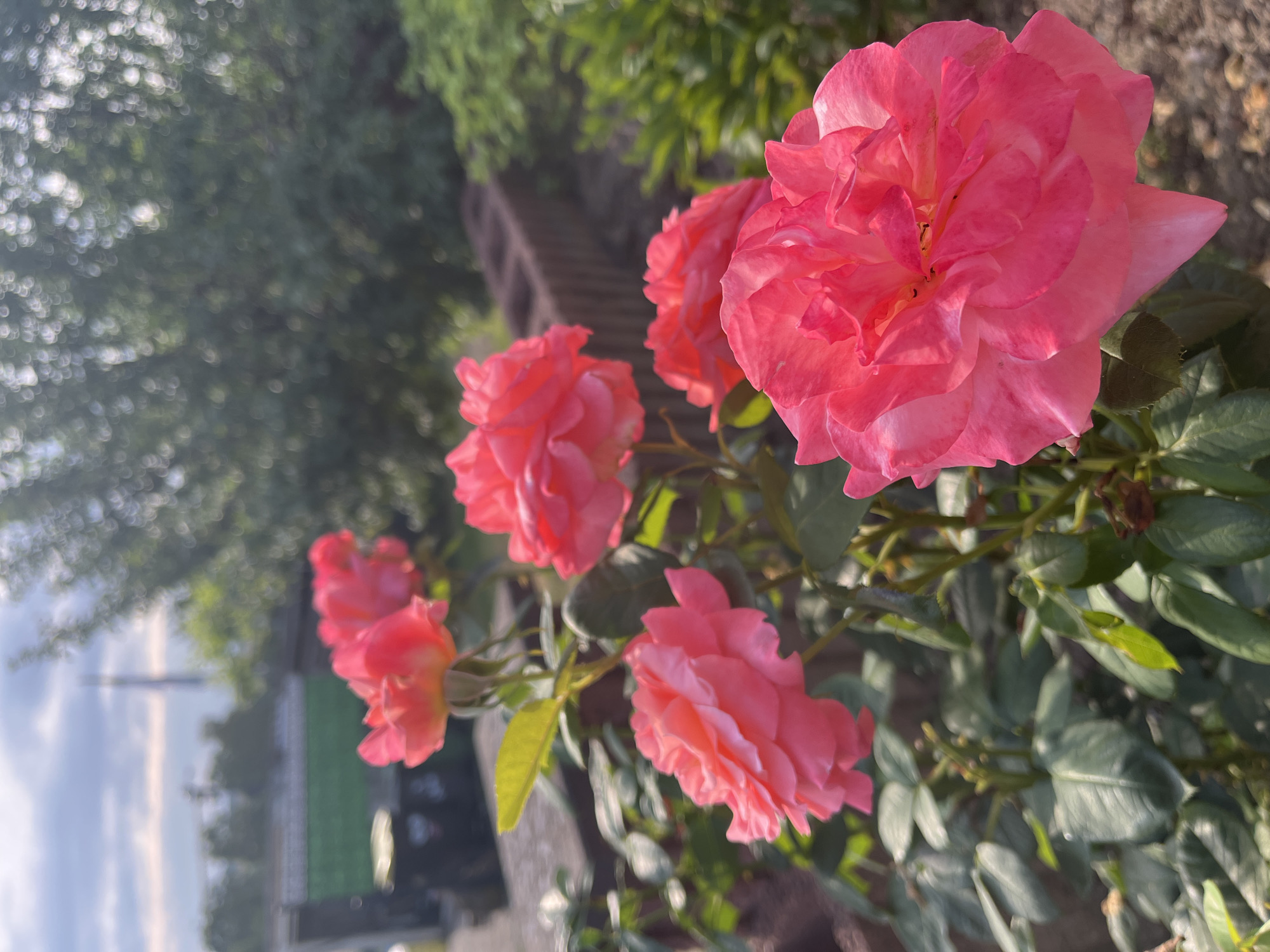 Sunny afternoon in a tidy Neustadt backyard garden
