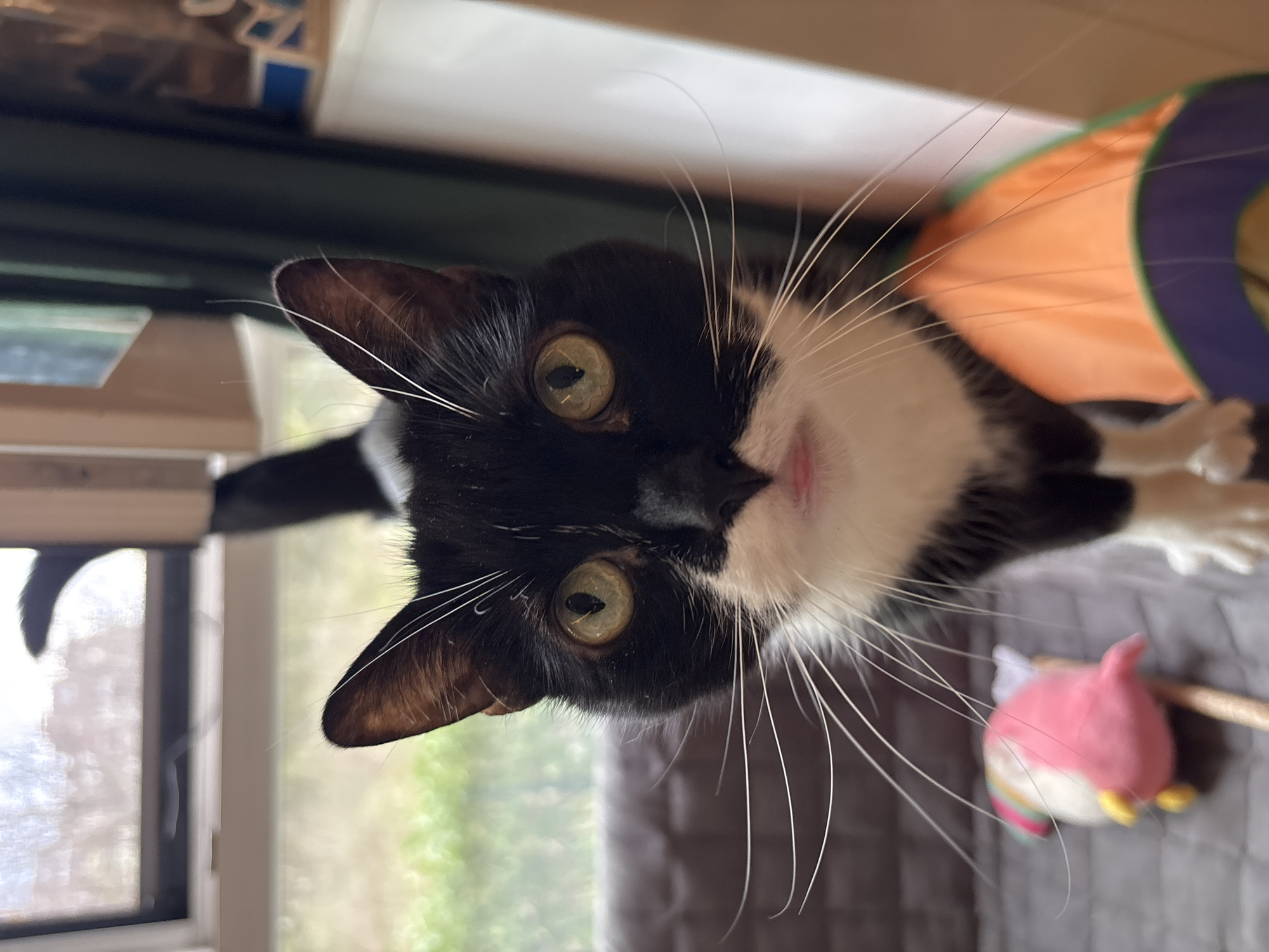 Sofia resident captures cat, portrait, street scenes Thursday afternoon