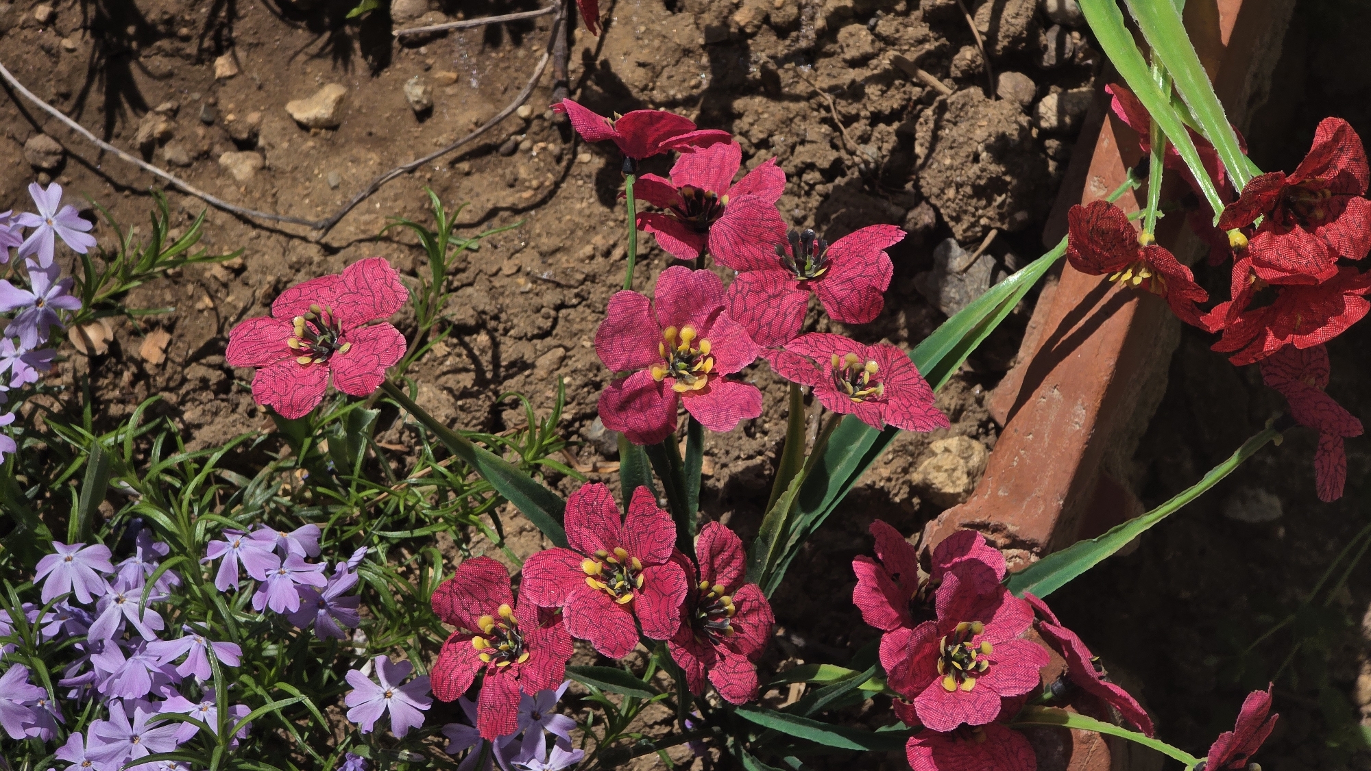 Morning garden and neighborhood scenes documented in Blagoevgrad