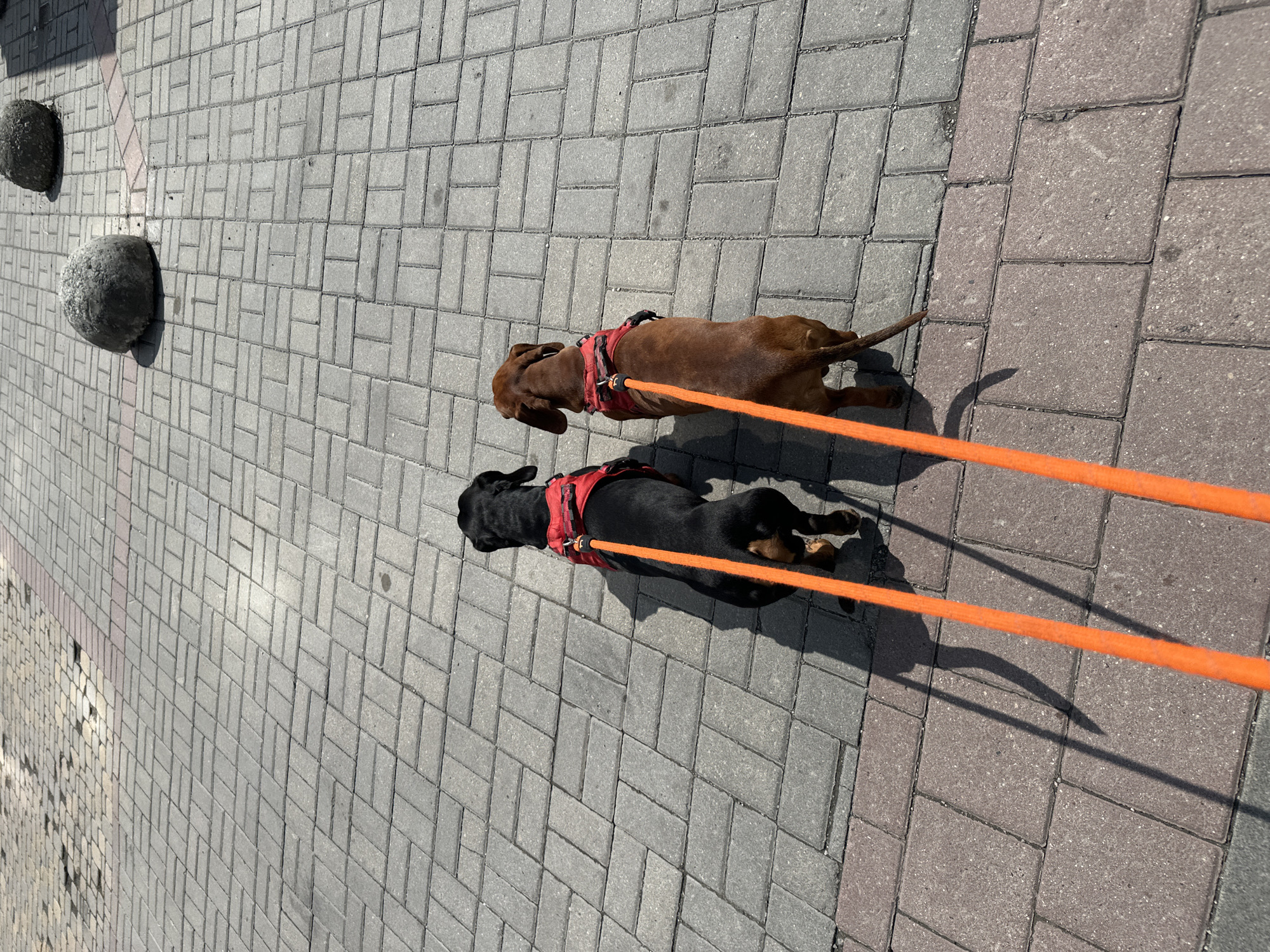 Two dachshunds on a sunny morning walk