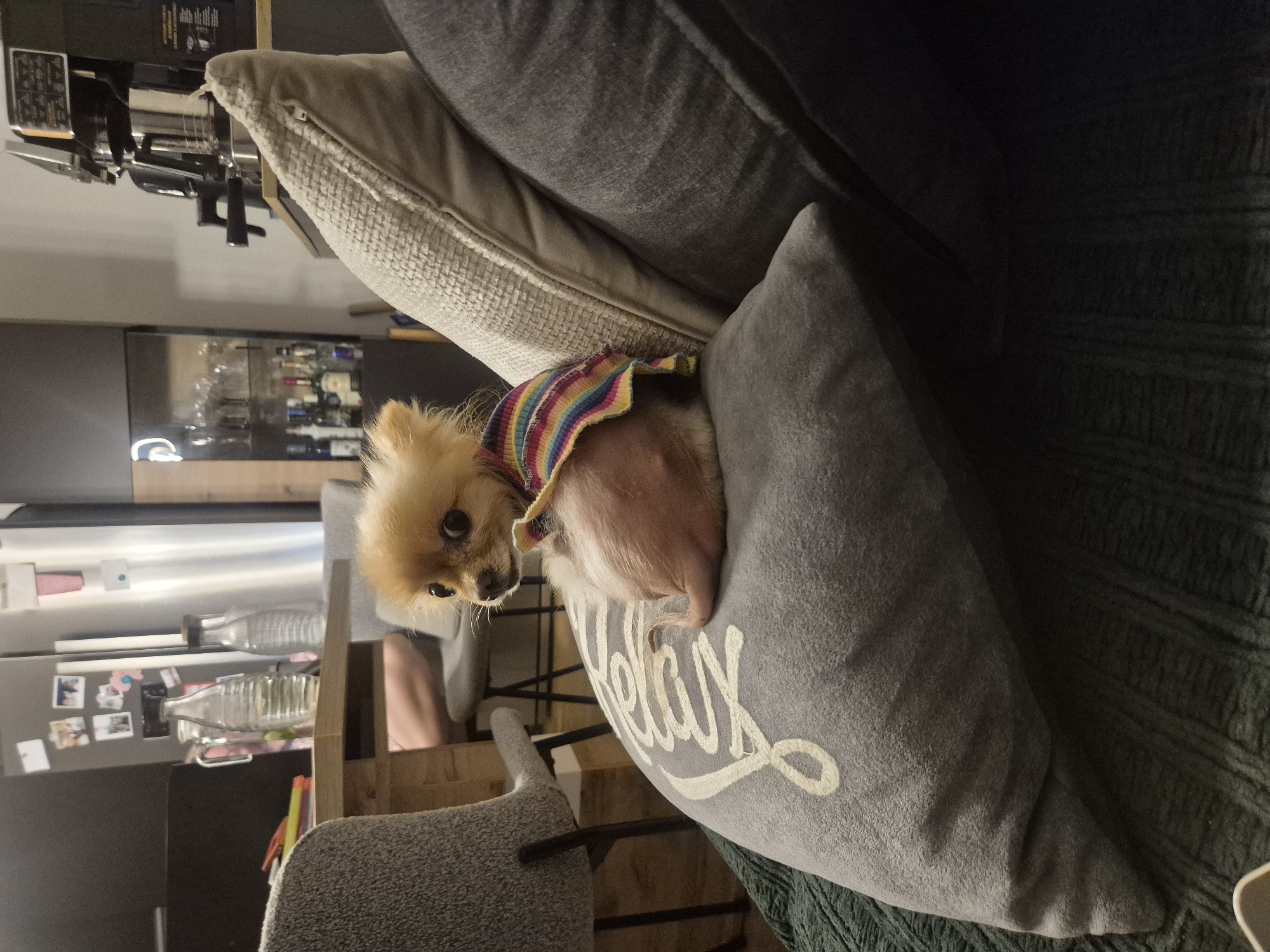 Relaxed evening at home with a dressed-up Pomeranian, Sankt Pölten