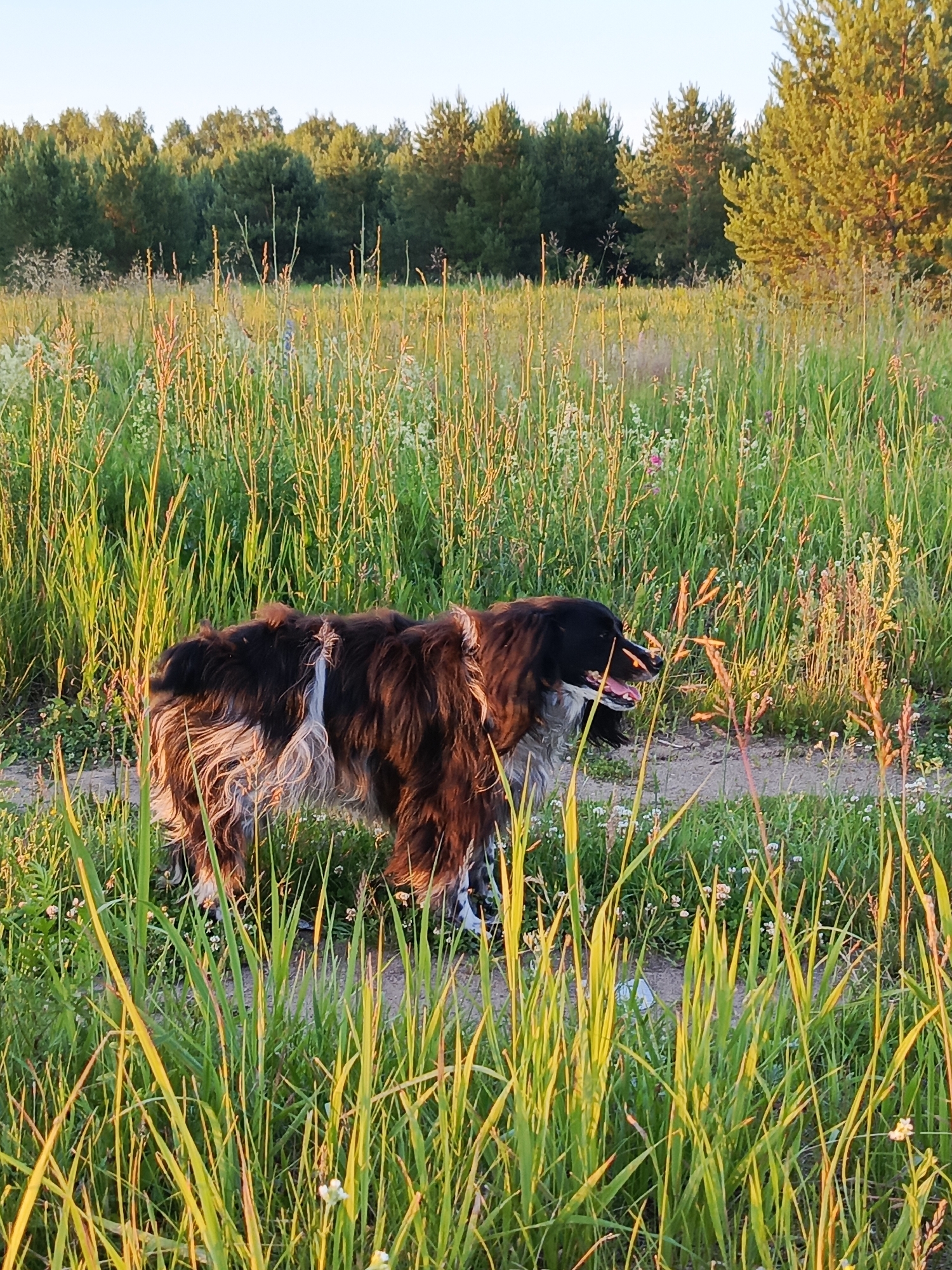 Sunset stroll through a quiet Russian rail settlement with dogs