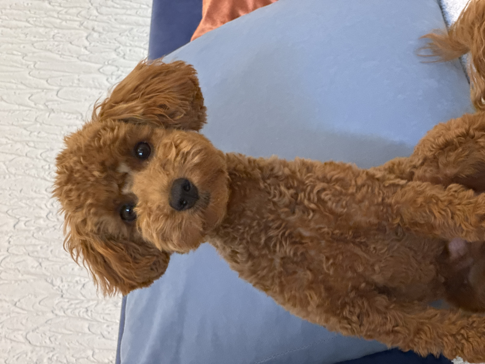 Poodle in Sutomore: couch time, chew toys, and belly-up naps