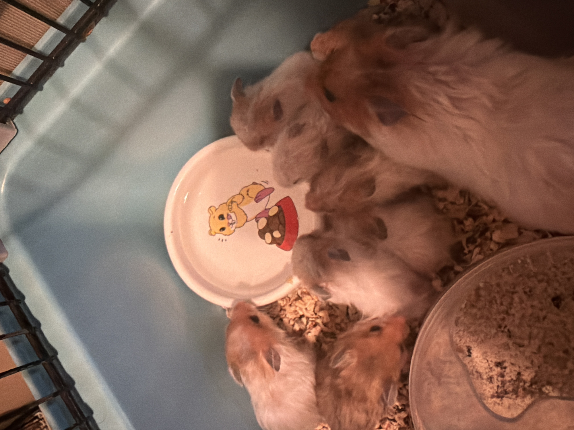 Mother hamster and litter pile together in a blue cage