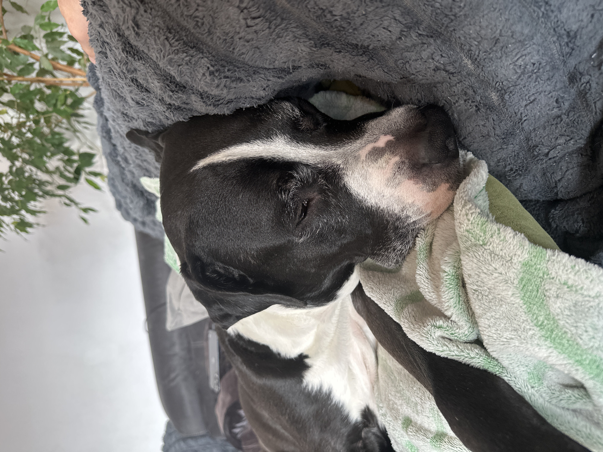 Dog sleeps as witness captures peaceful cityscape views