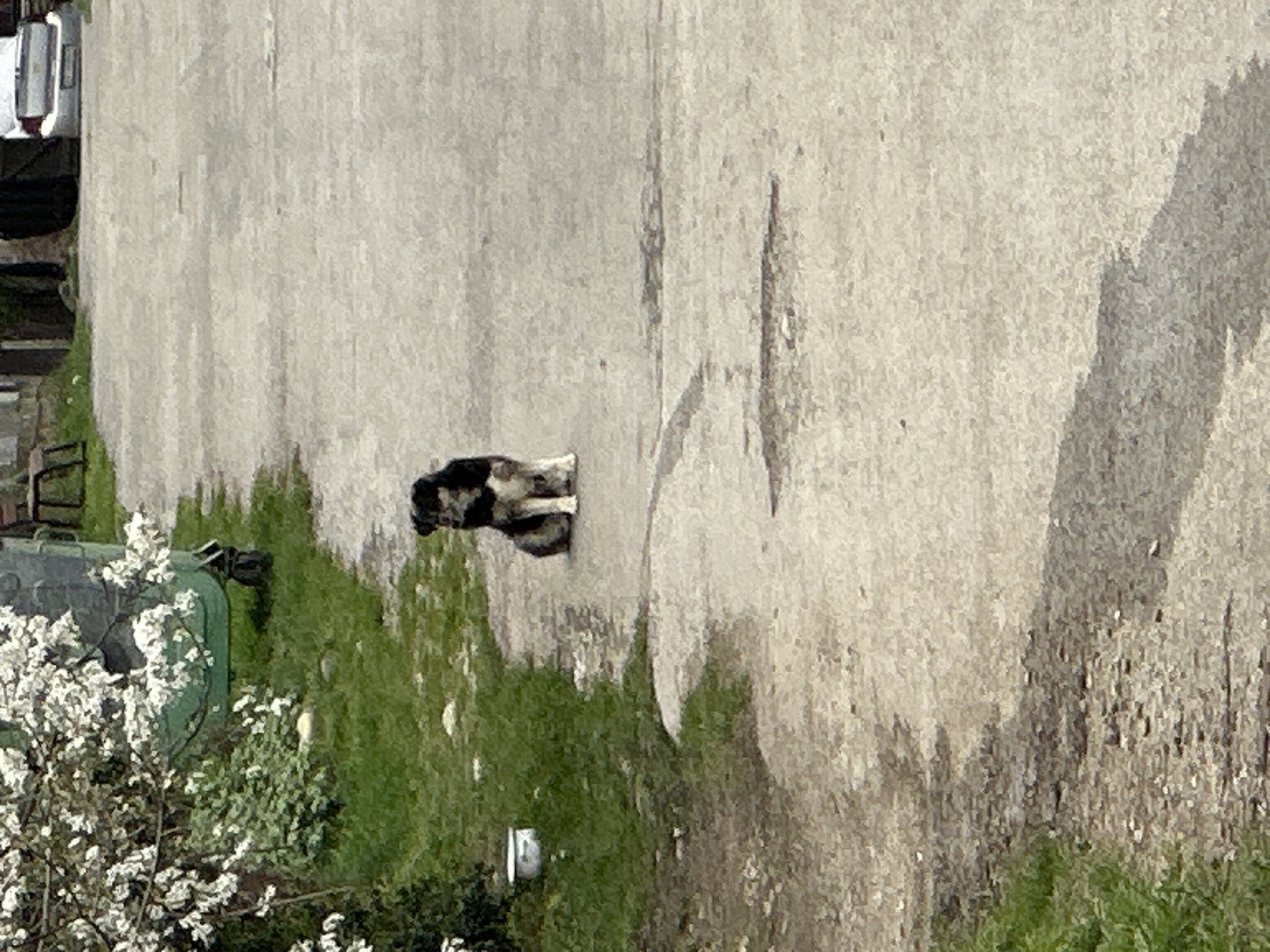 Morning scenes with playful dog documented in Apriltsi, Bulgaria