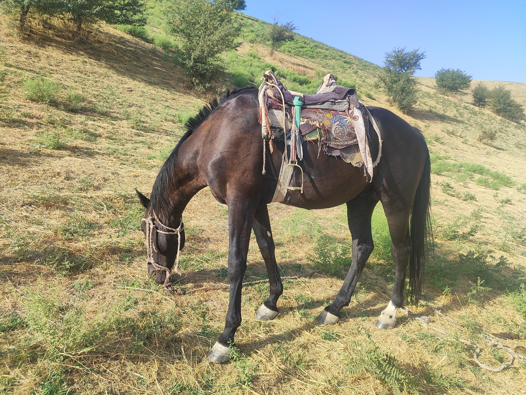 Decorated horses on dry Tajik hillsides in Sultonobod